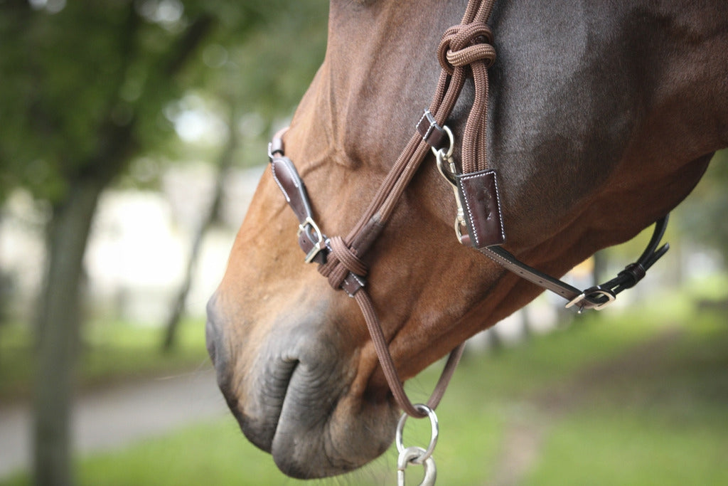 Pénélope Rope halter Havana