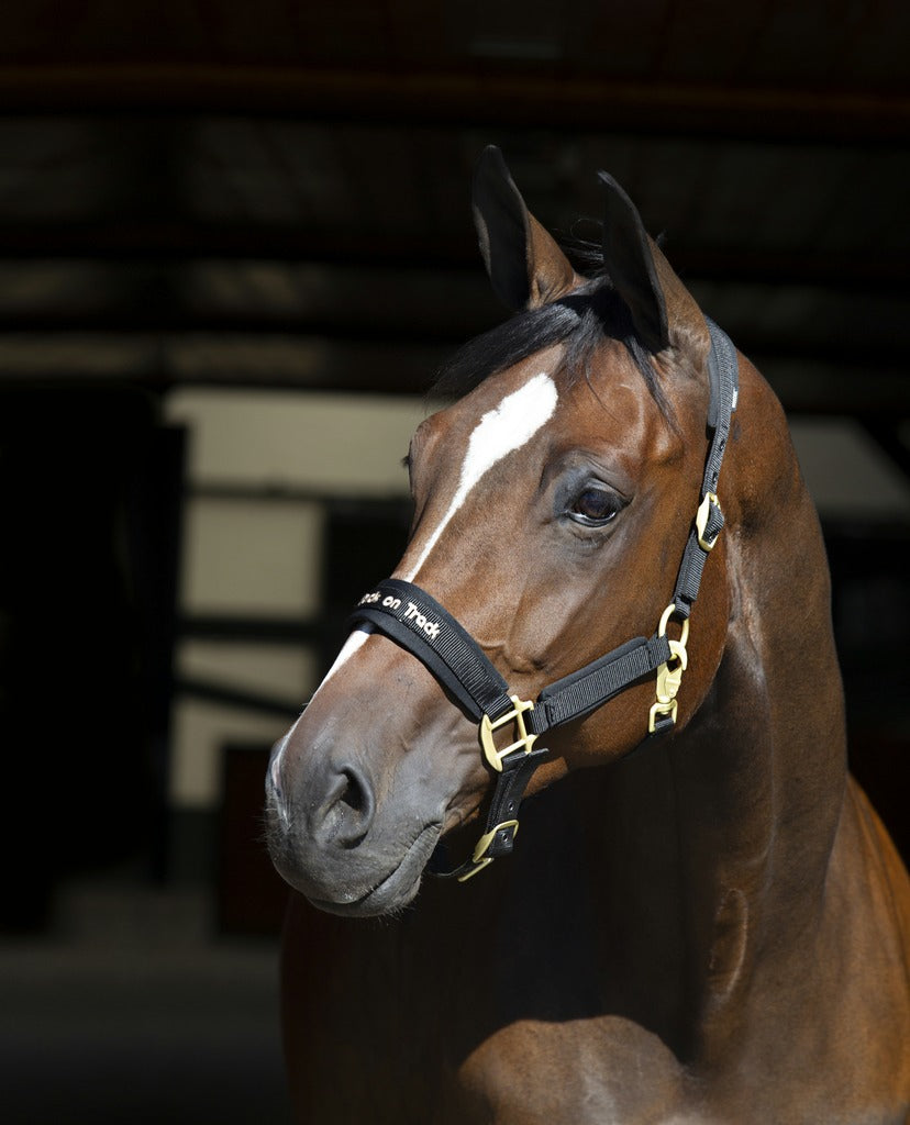 Back on Track Werano halter Black
