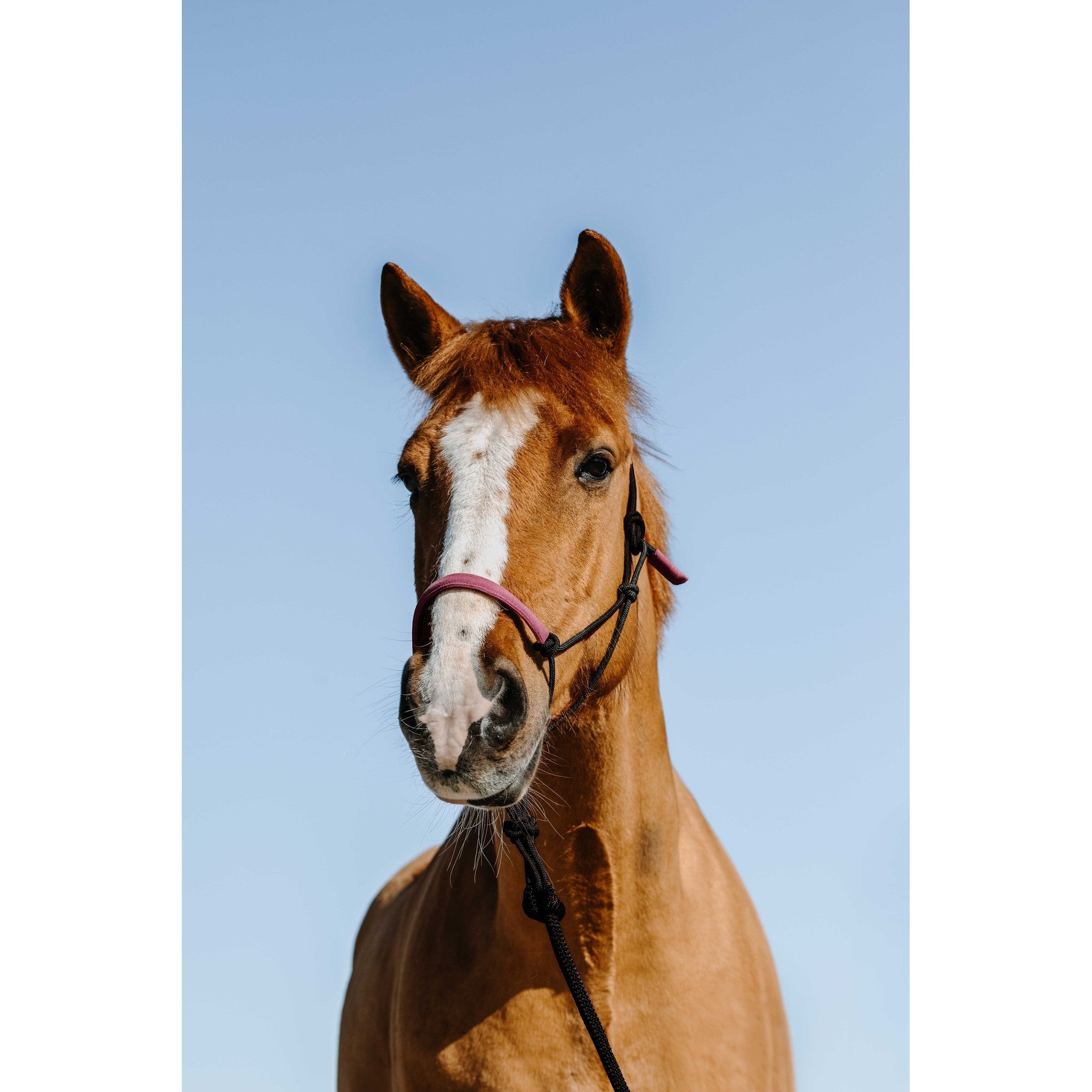 Norton Suede Rope Halter and Lead Set Black/pink 510270213