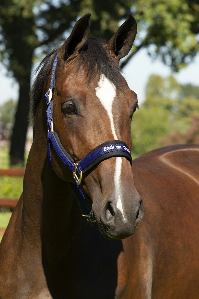Back on Track Werano halter Blue