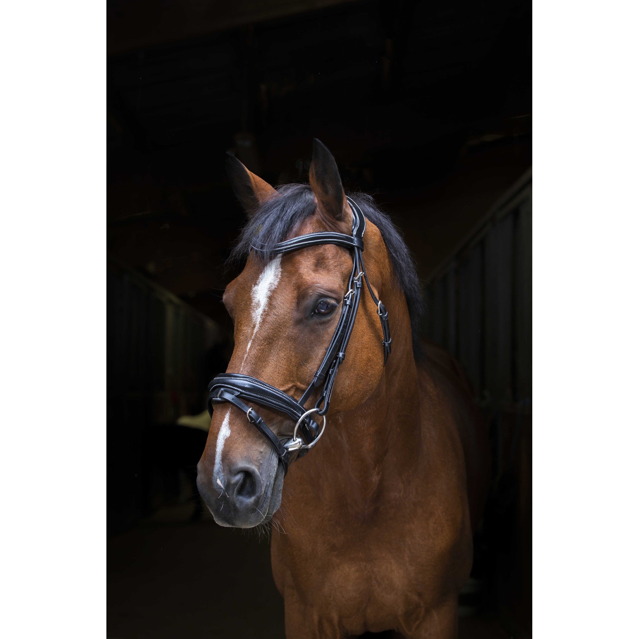 Éric Thomas Pro Design Bridle Black 307702302