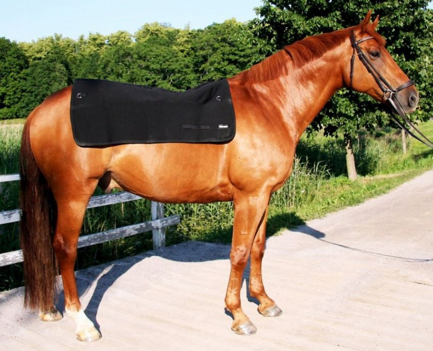 Back on Track Back warmer Black