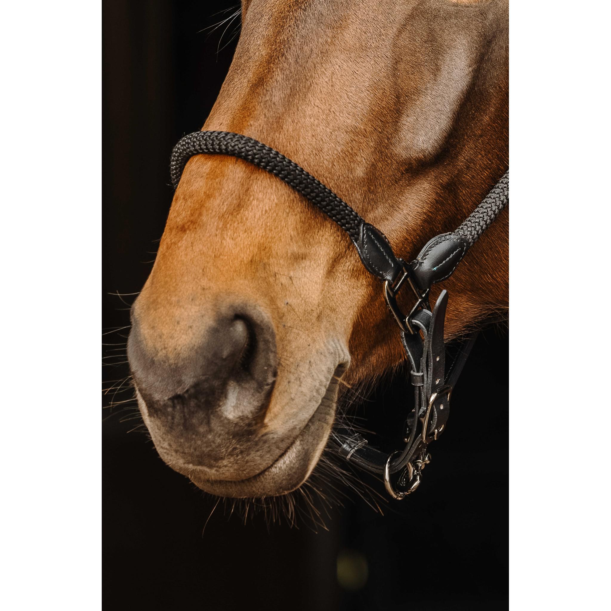 Norton leather/rope Halter Black 510309302