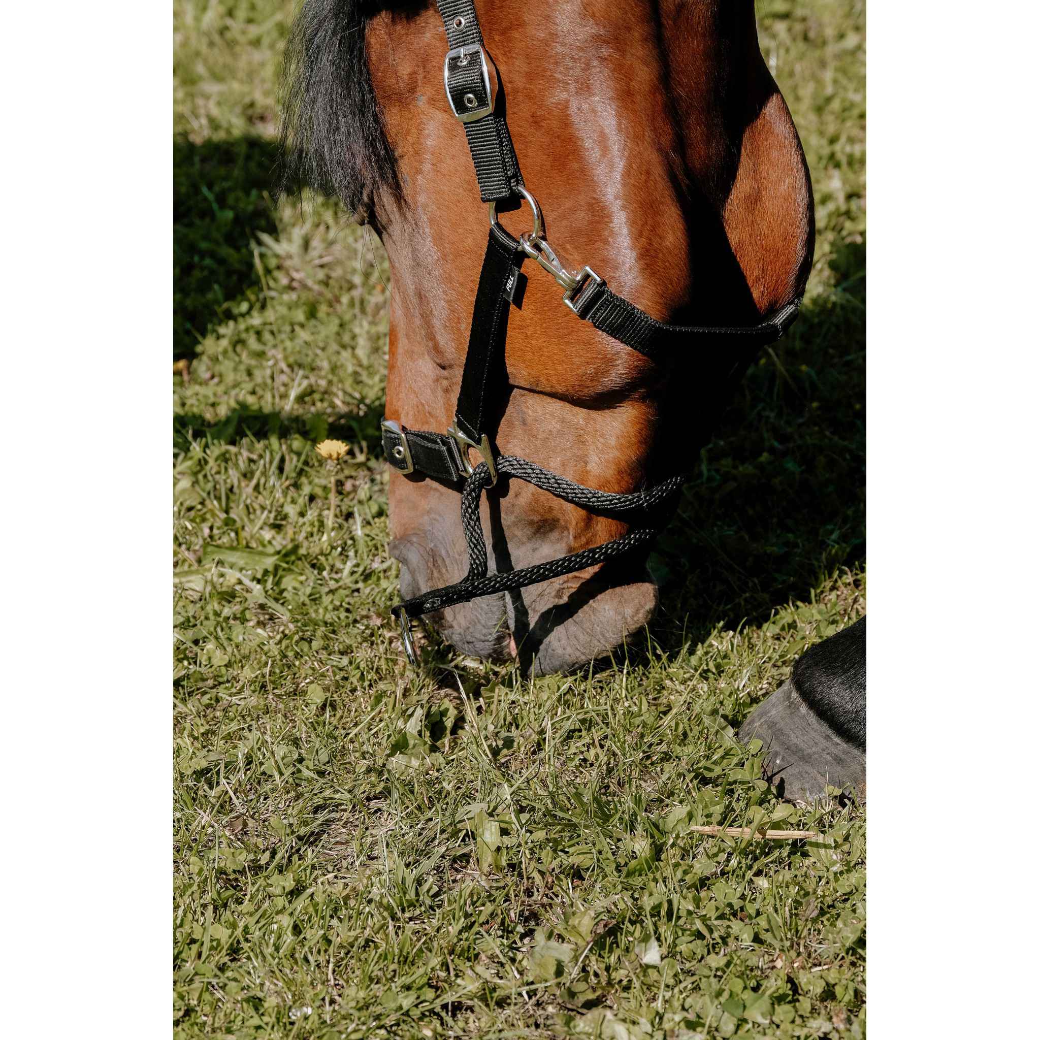 Norton Educative Halter Black 510262302