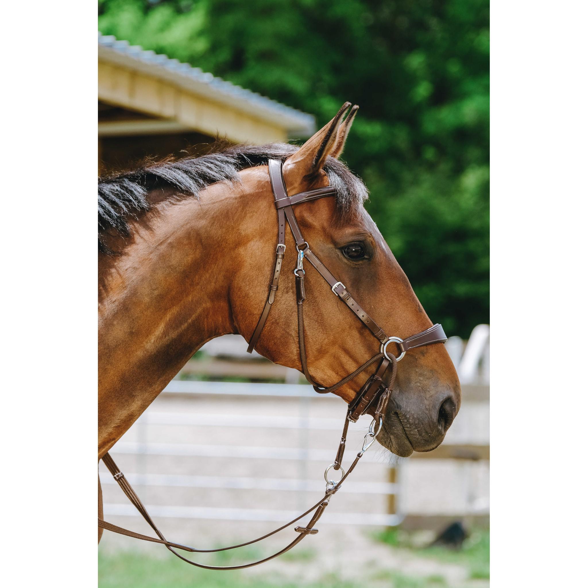 Norton Bitless Bridle Havana 301803318