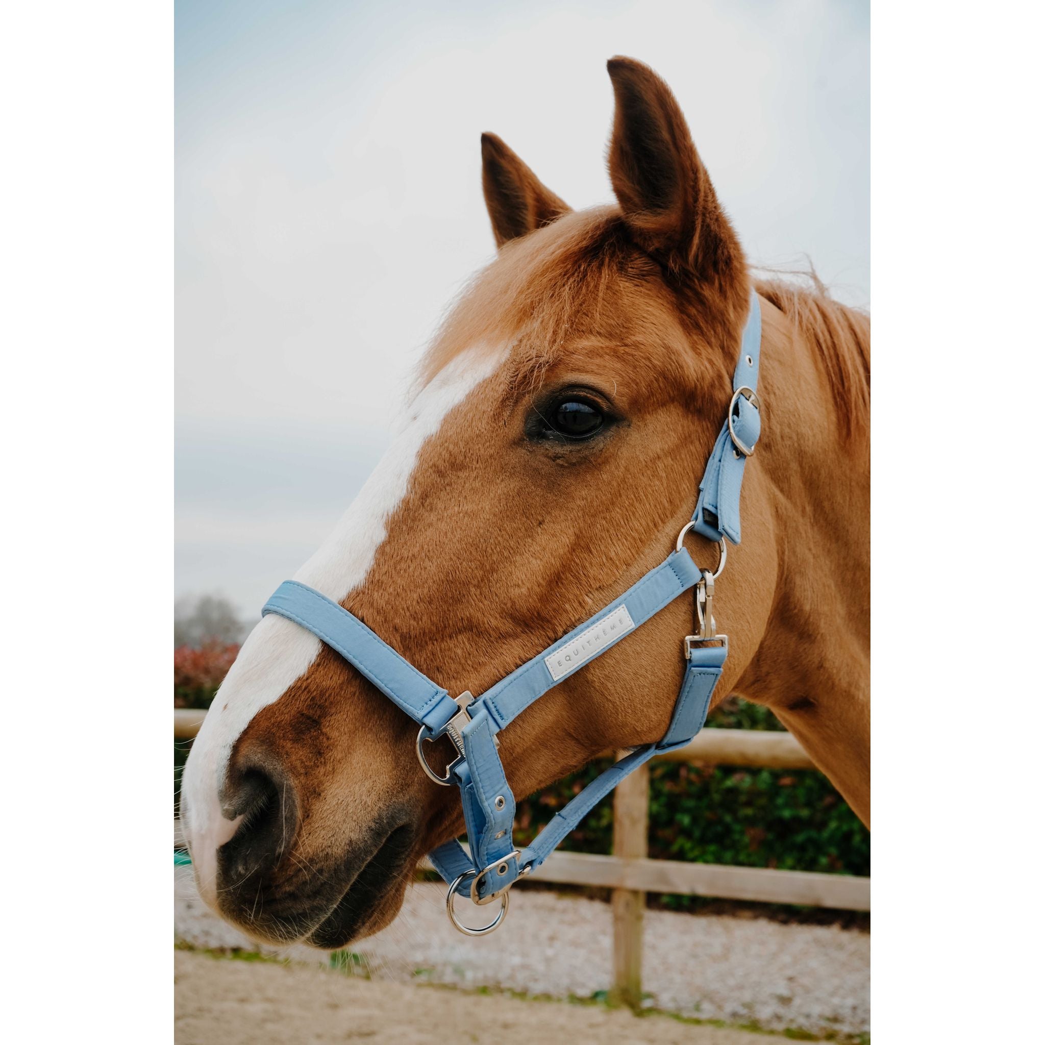 EQUITHEME Opal Halter Light blue - 510276111_ambi_2