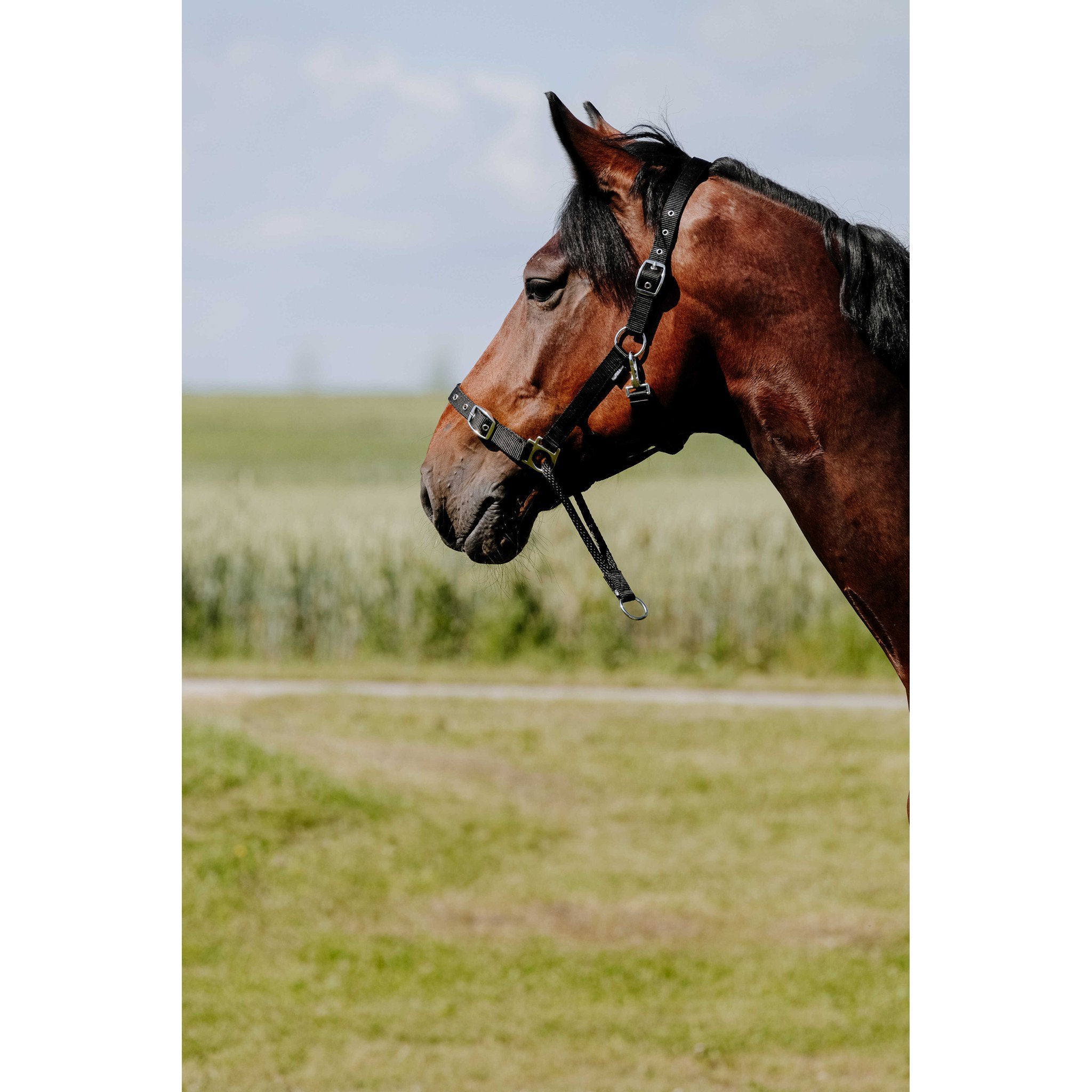 Norton Educative Halter Black 510262302