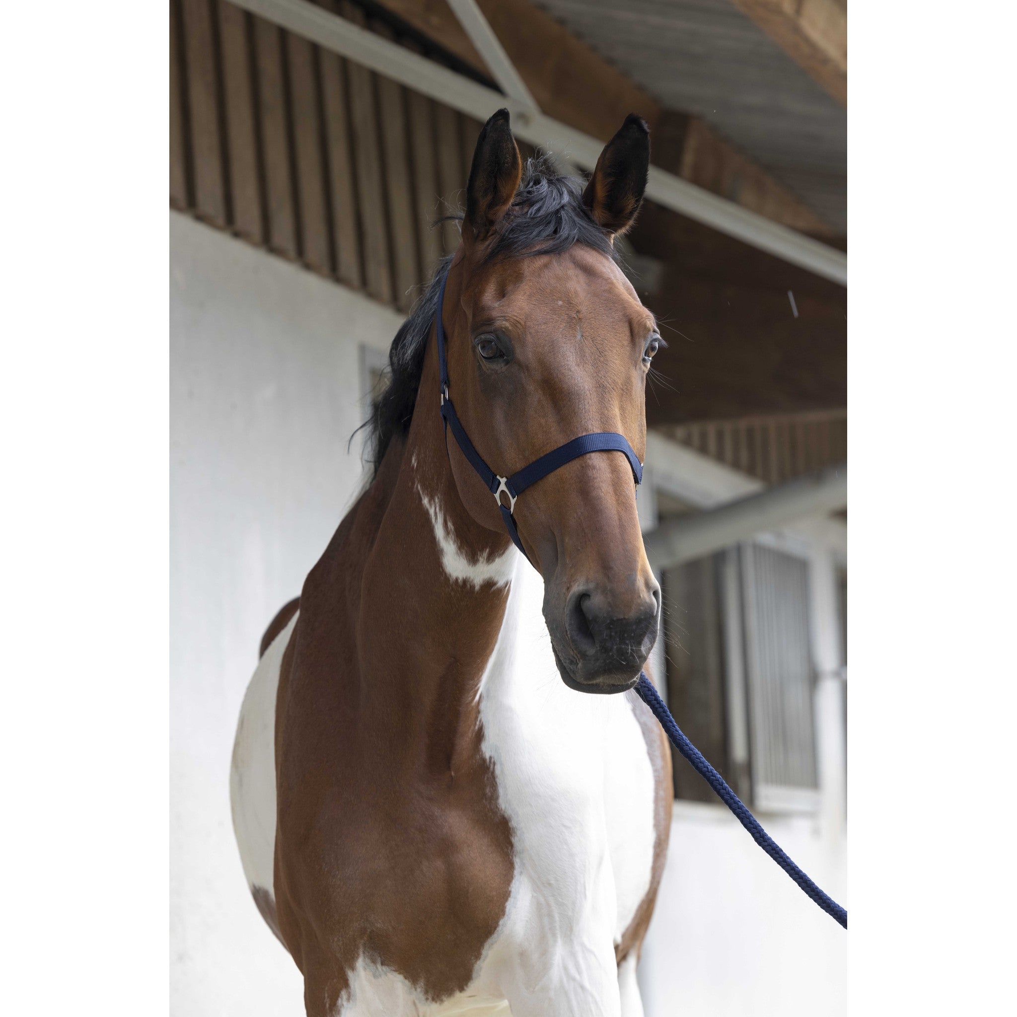 Riding World Club Headcollar and leadrope set Navy blue 510118307