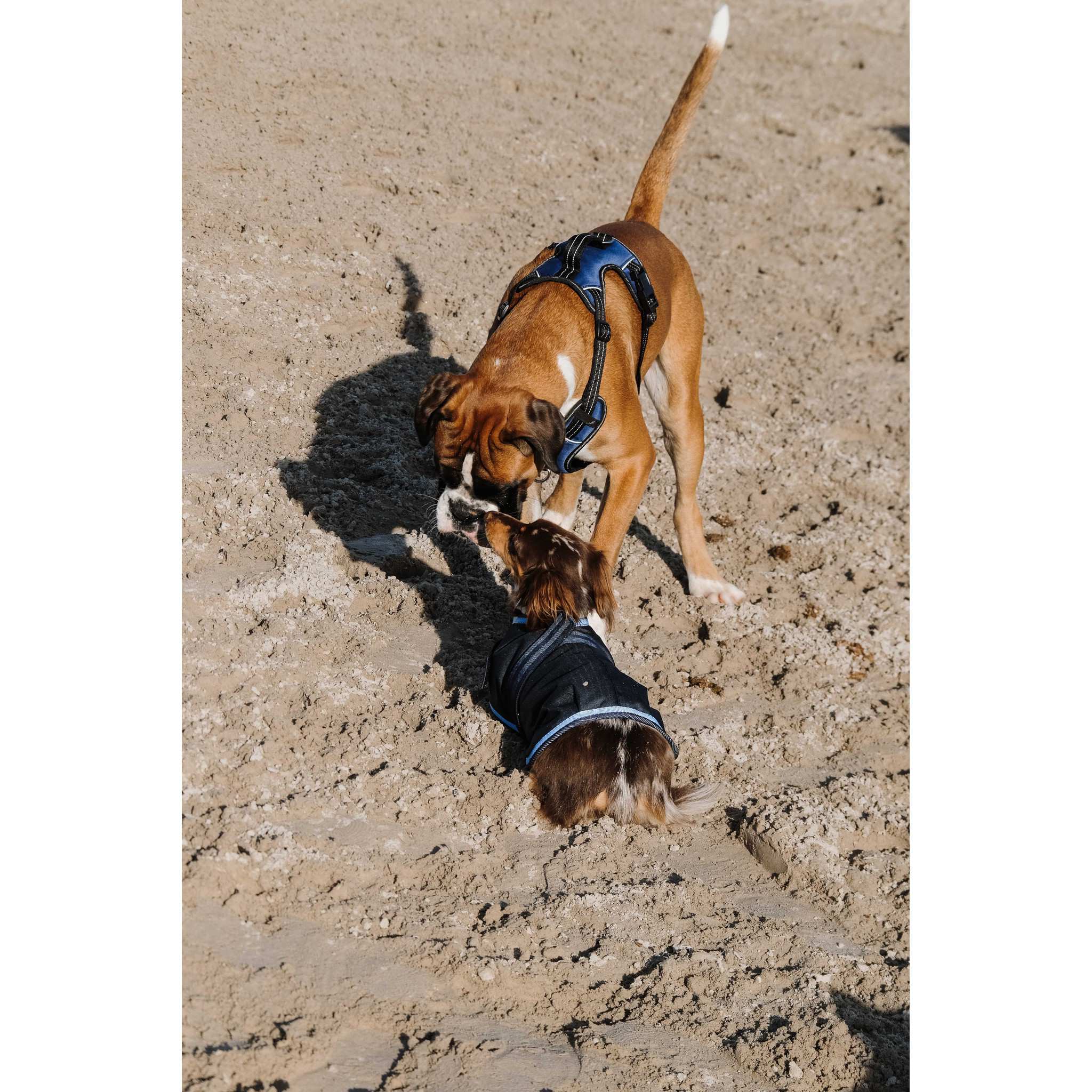 Riding World Simba Dog Harness Navy blue 409059002