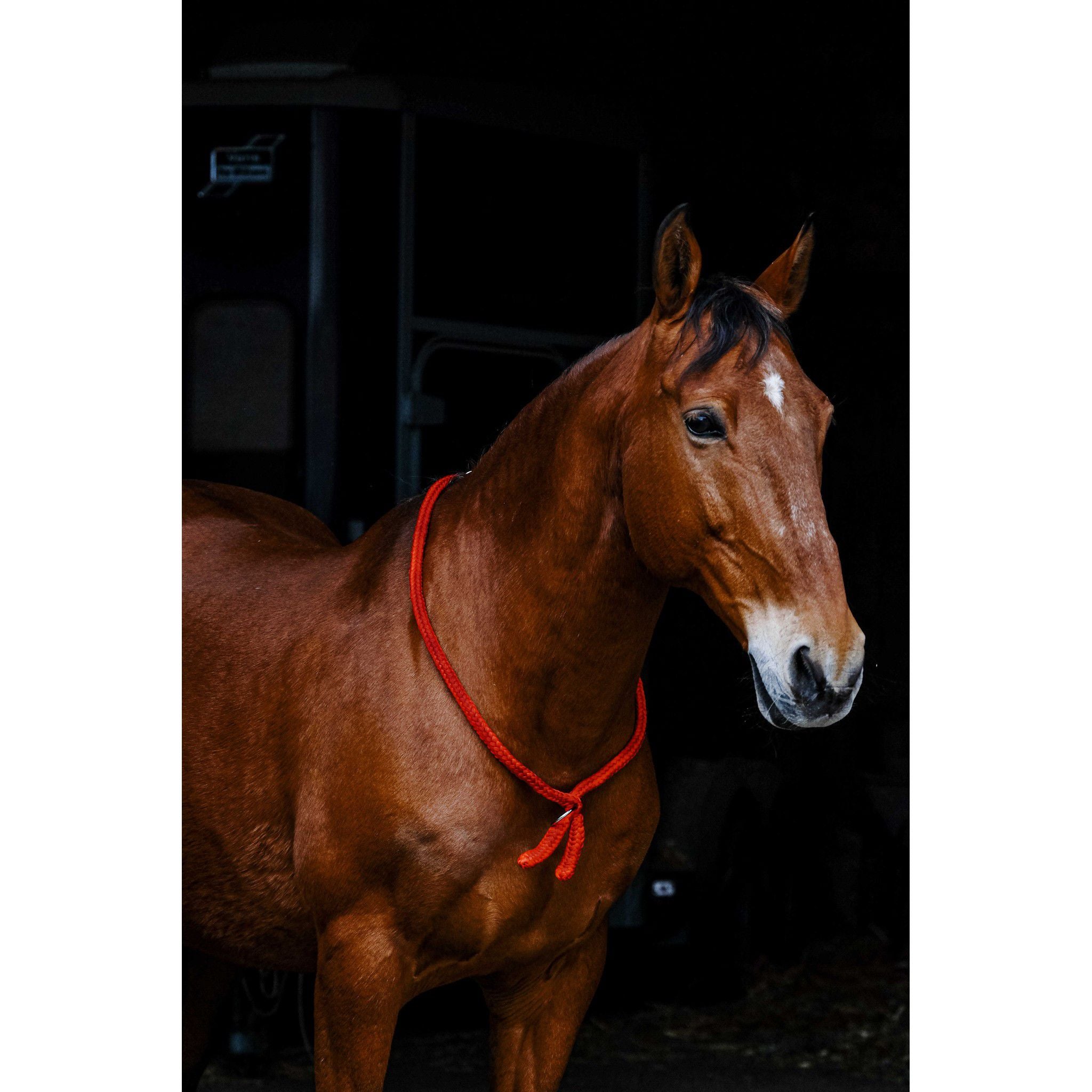 Norton Ethological Collar Red 520990003