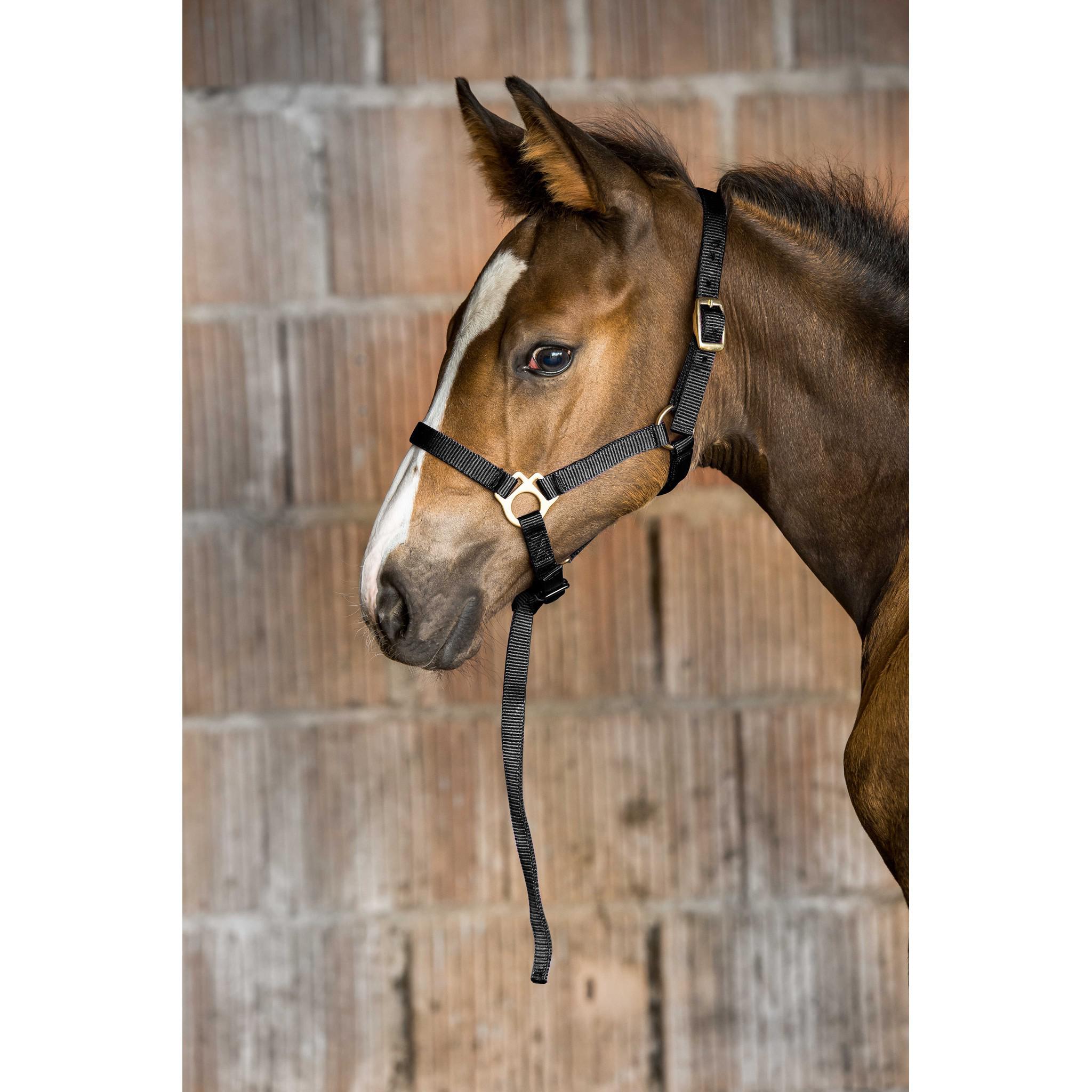 Norton Nylon halter foal Black 510038002