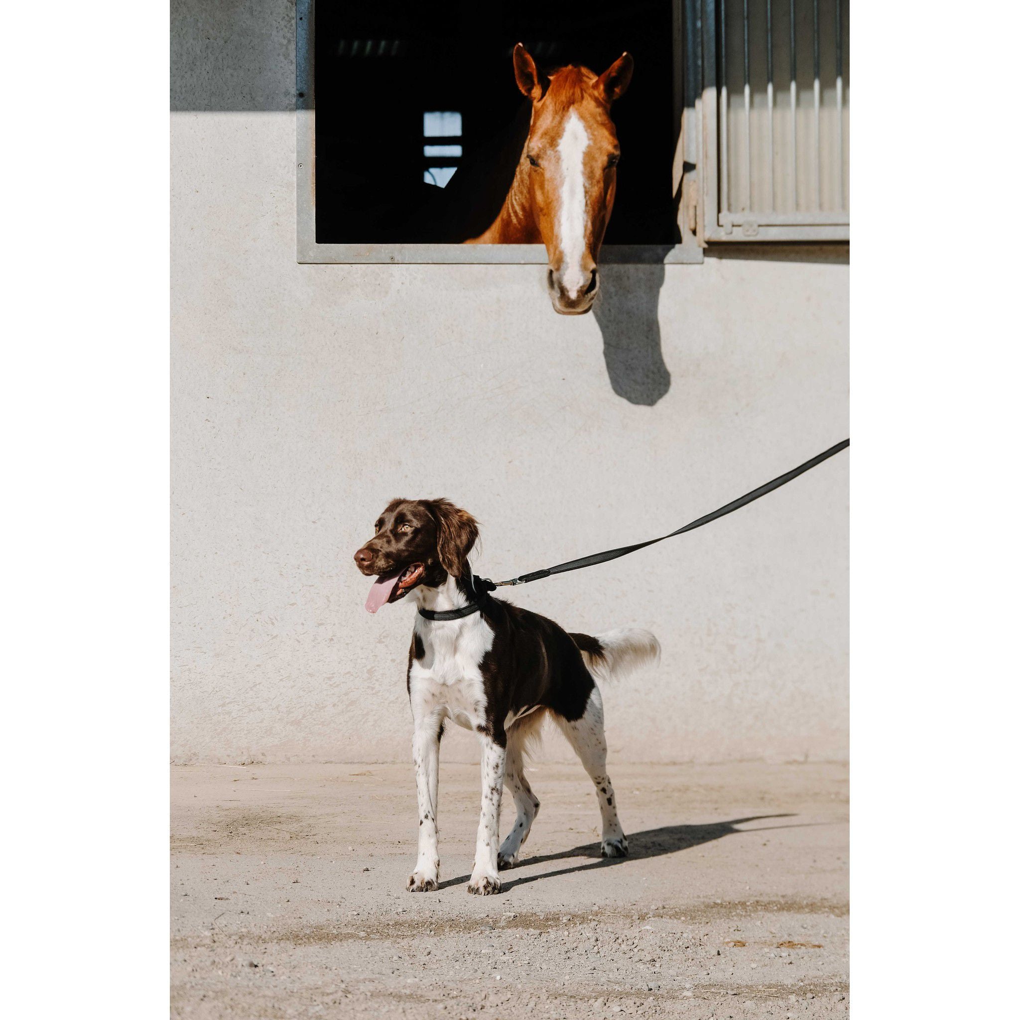 EQUITHÈME Nala Dog Collar Black 409051230