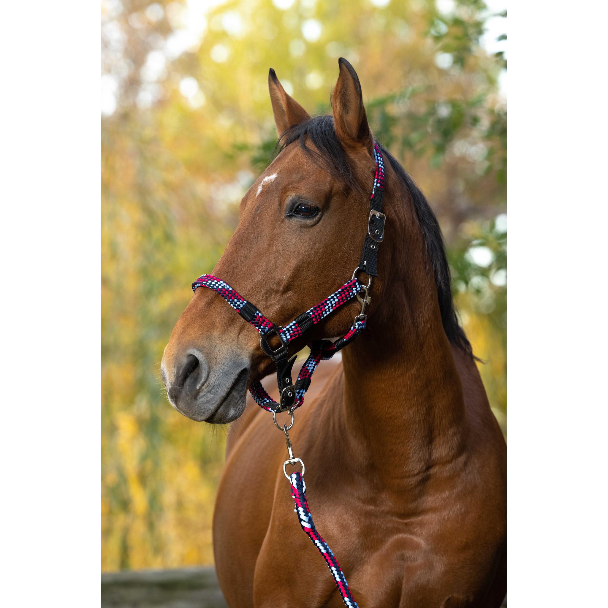 EQUITHÈME Braided Halter + Lead Rope Fuchsia/blue 510629311