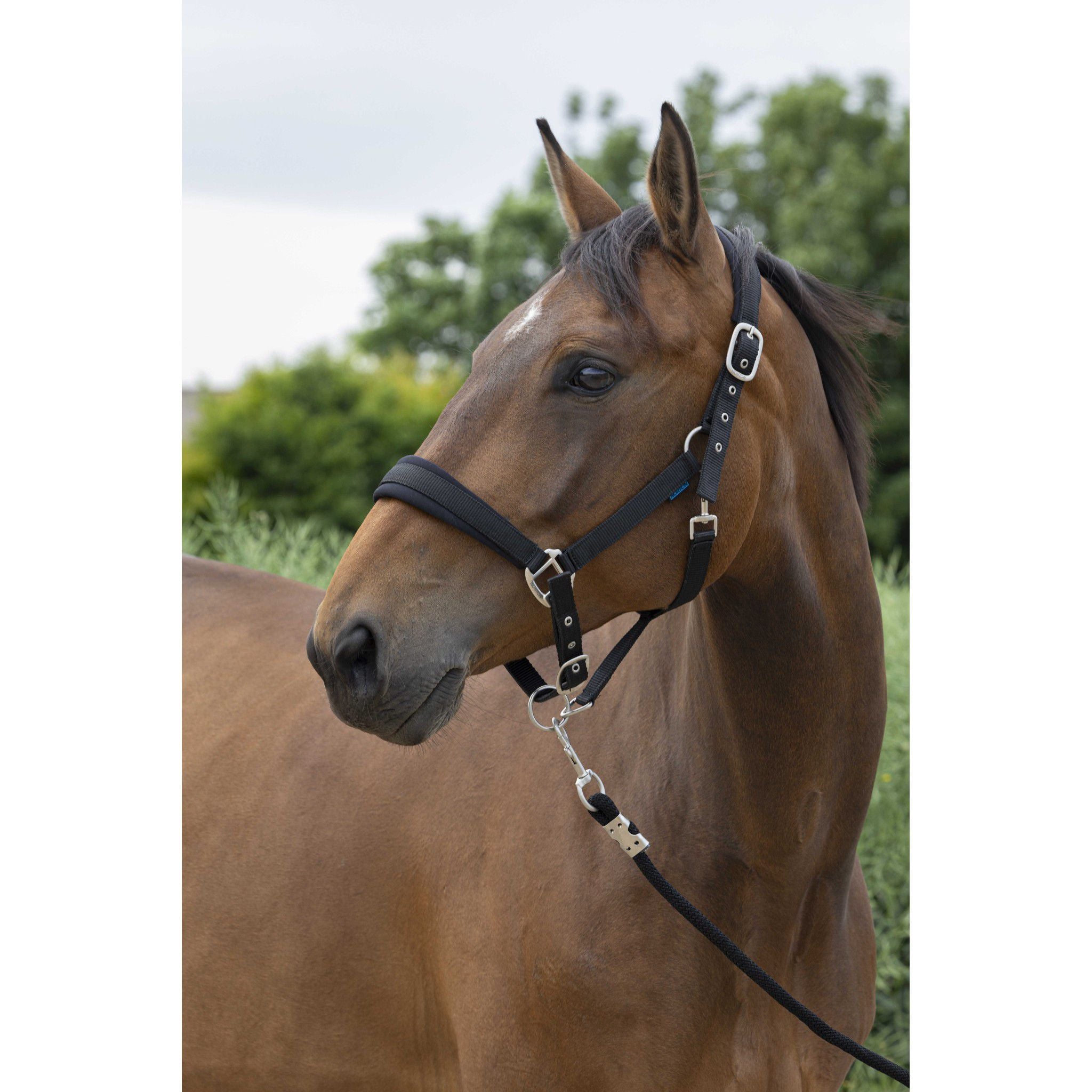 Norton Large Halter + lead rope Black 510249302