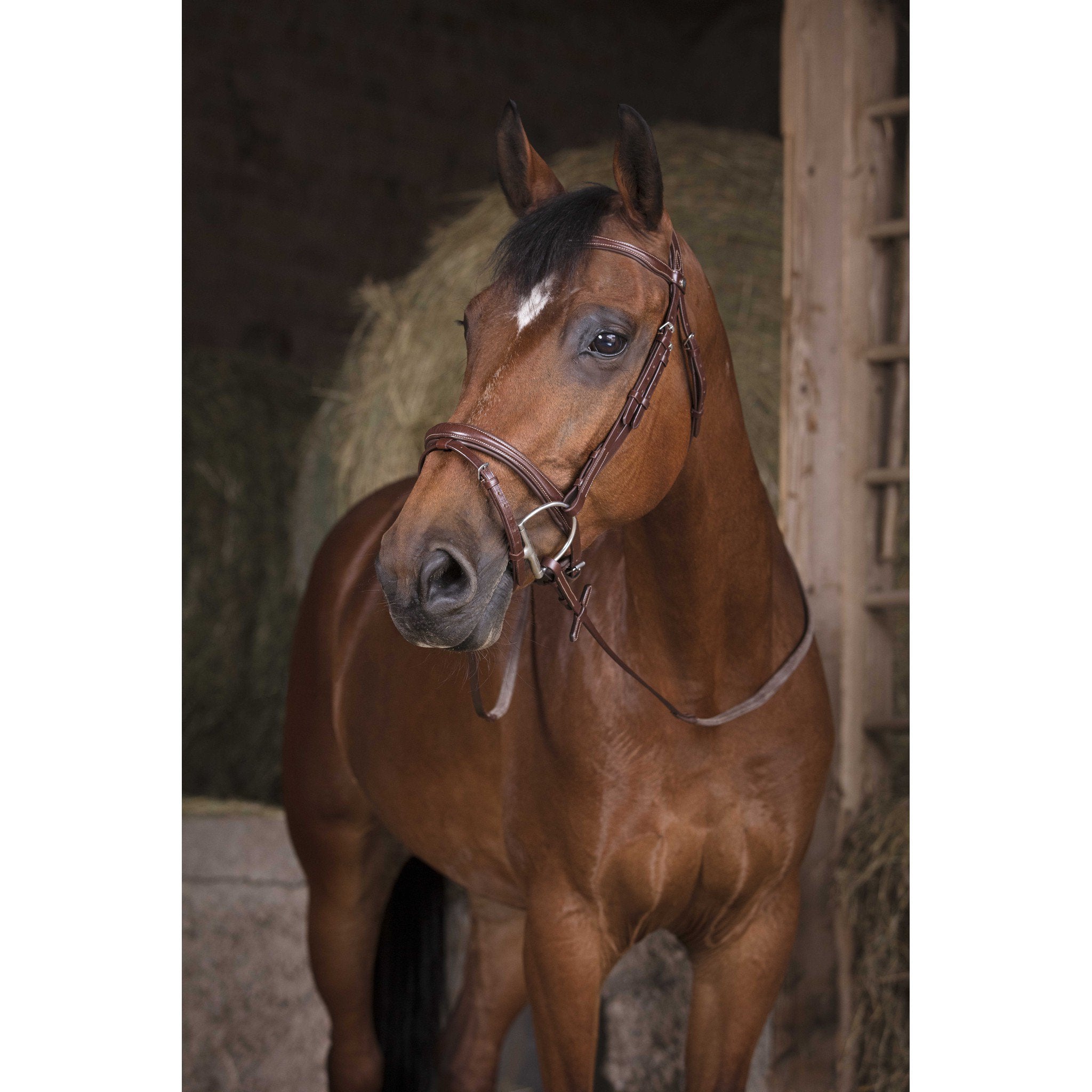 NORTON PRO - GP - Rubber Reins Havana 305637318