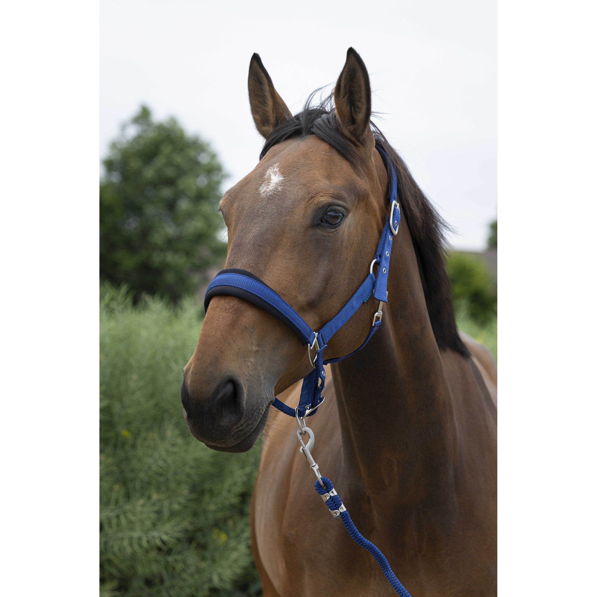 Norton Large Halter + lead rope Blue 510249306