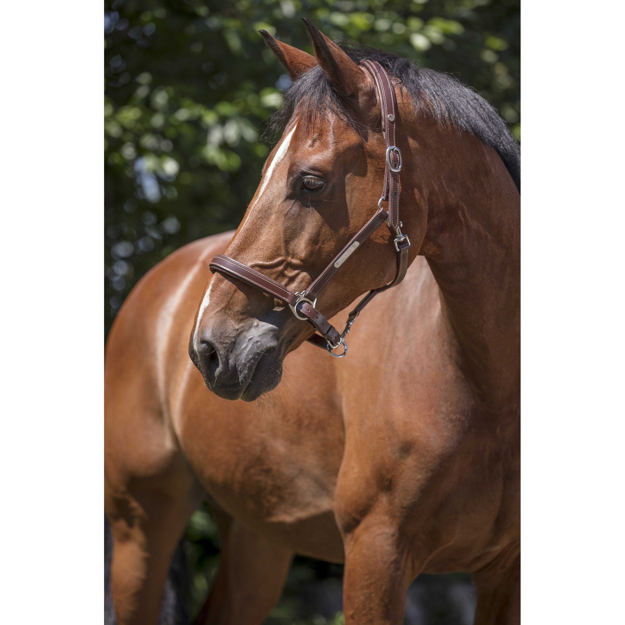 Norton Pro Grooming Leather halter Havana 510306318