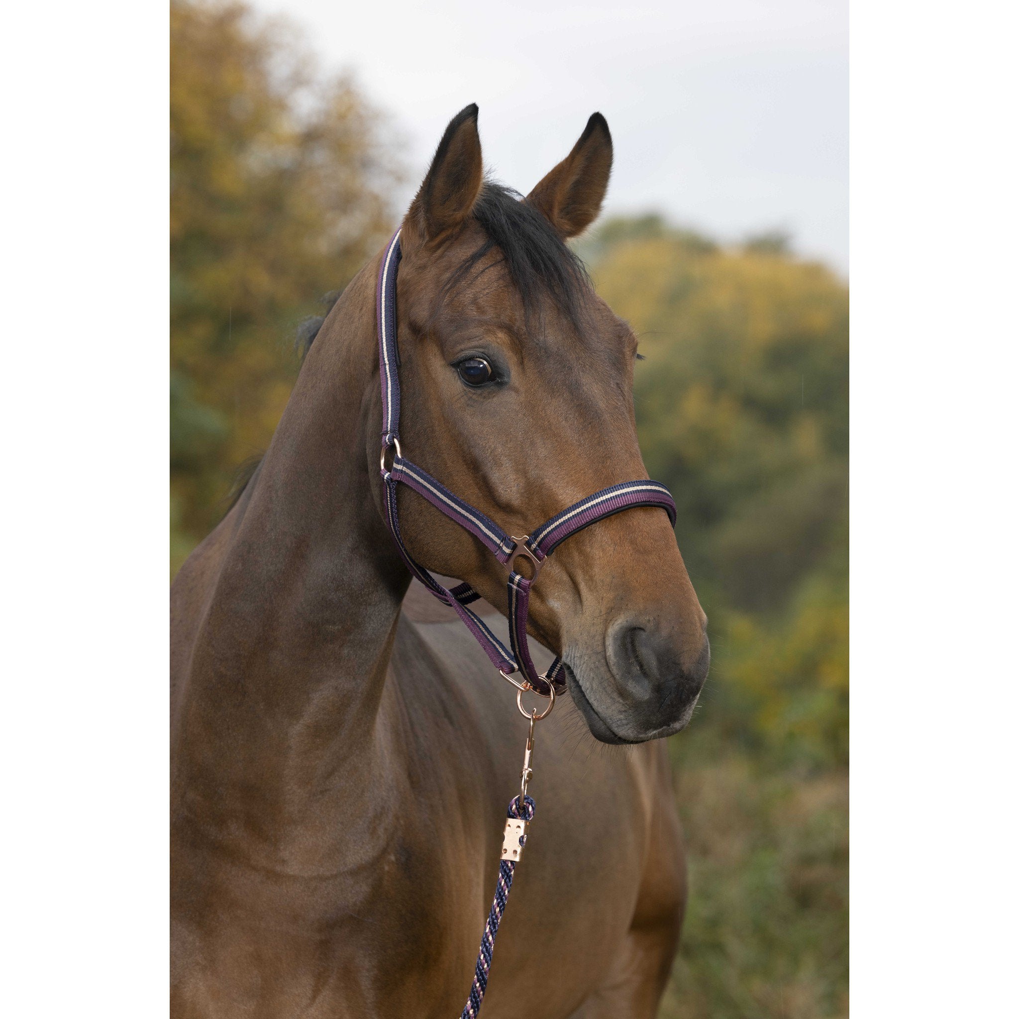 Norton Shining Halter + Lead Rope Plum/navy blue 510609034