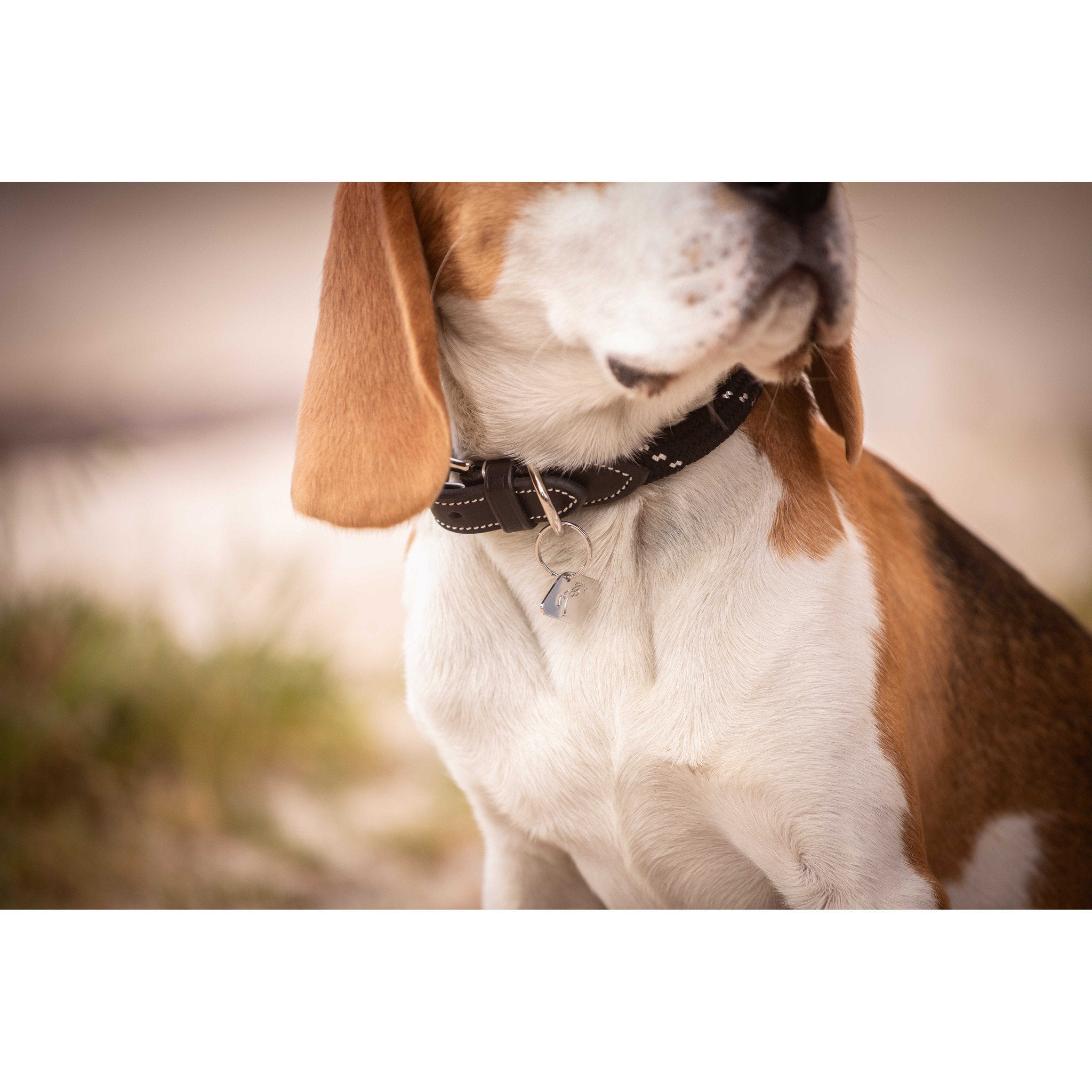 Pénélope Billie Dog Collar Black 409826240