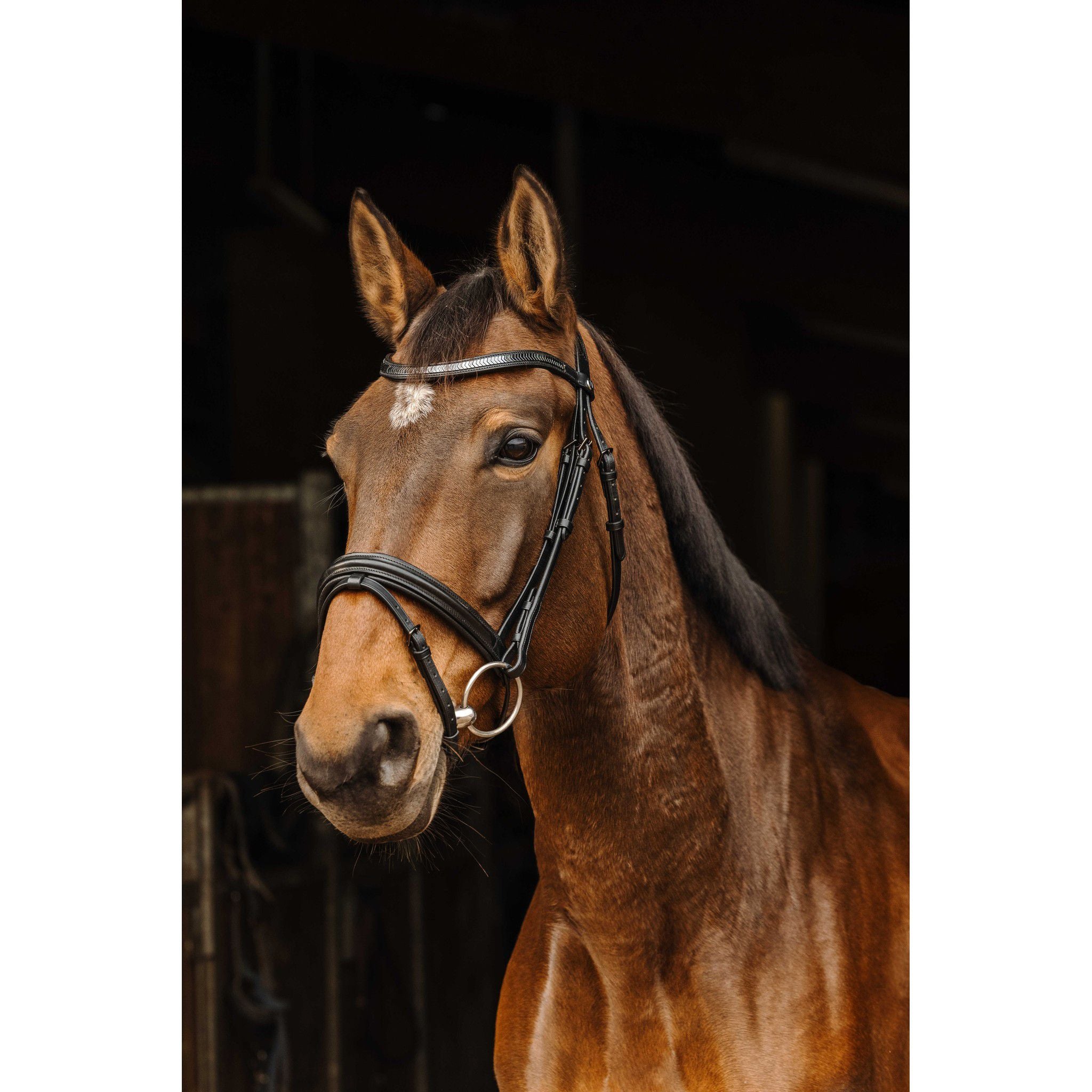 Norton Pro Galon Black Buckle Bridle Black 301896302