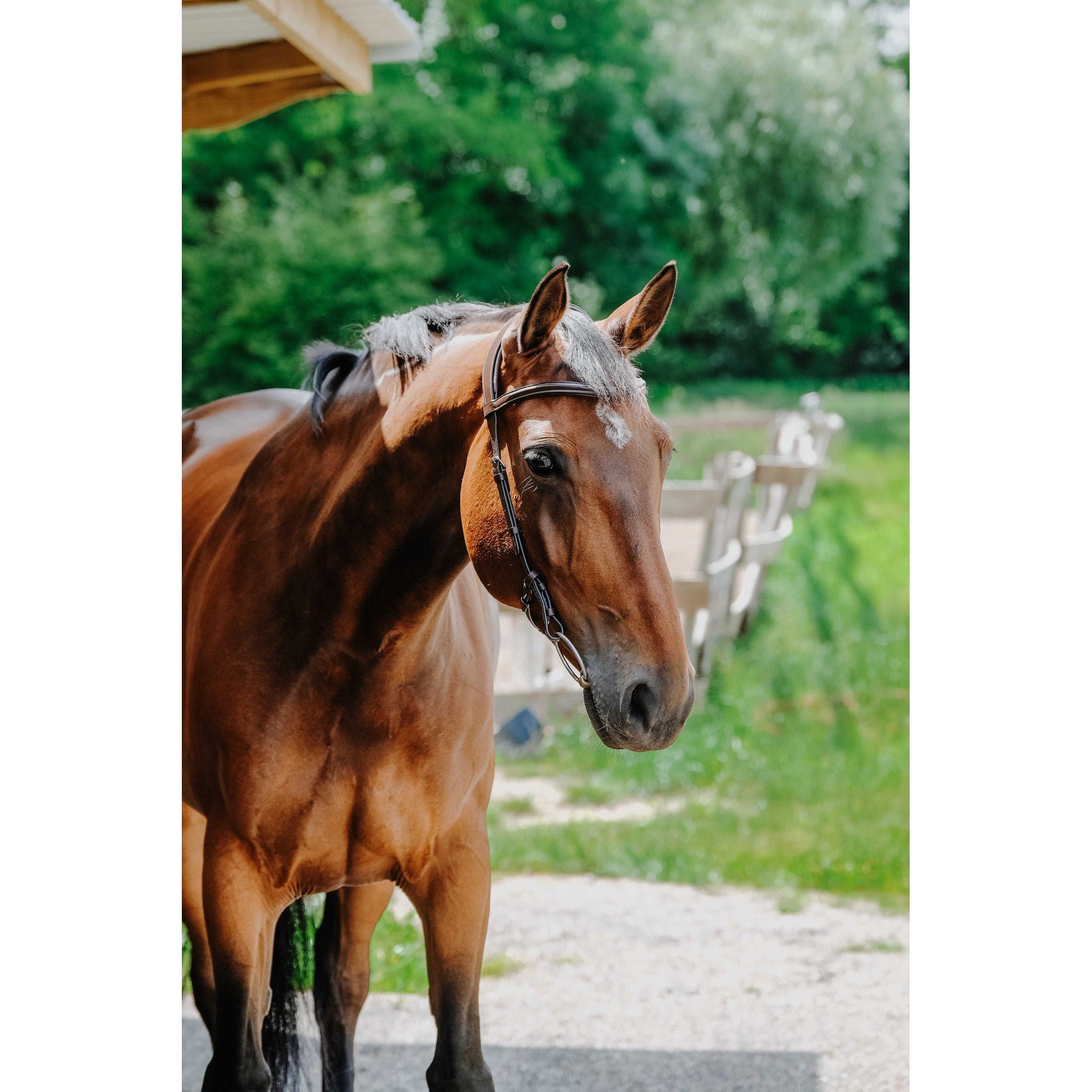 Norton Freedom Bridle Havana 301804318