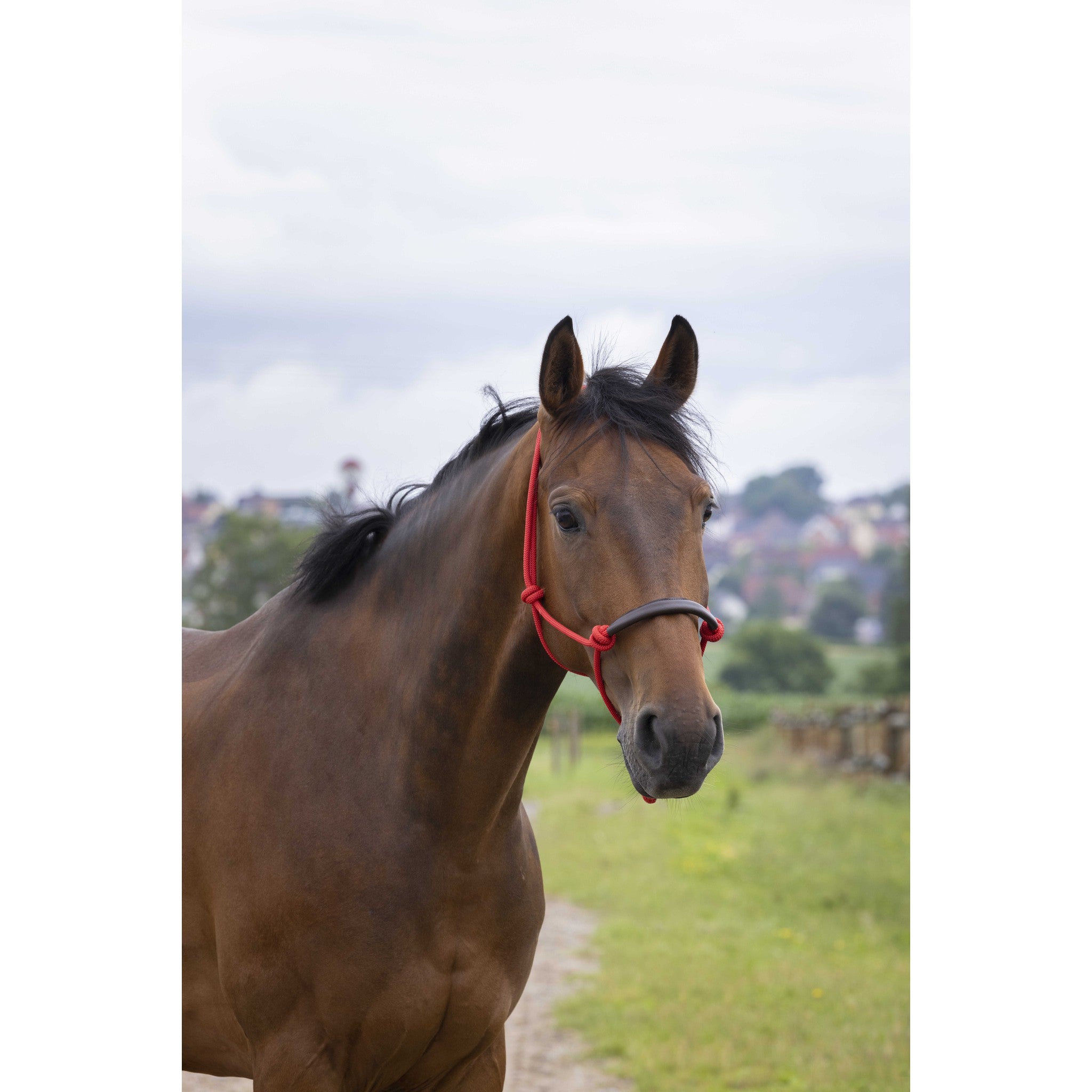 Norton synthetic rope Ethological Halter Red 510157303