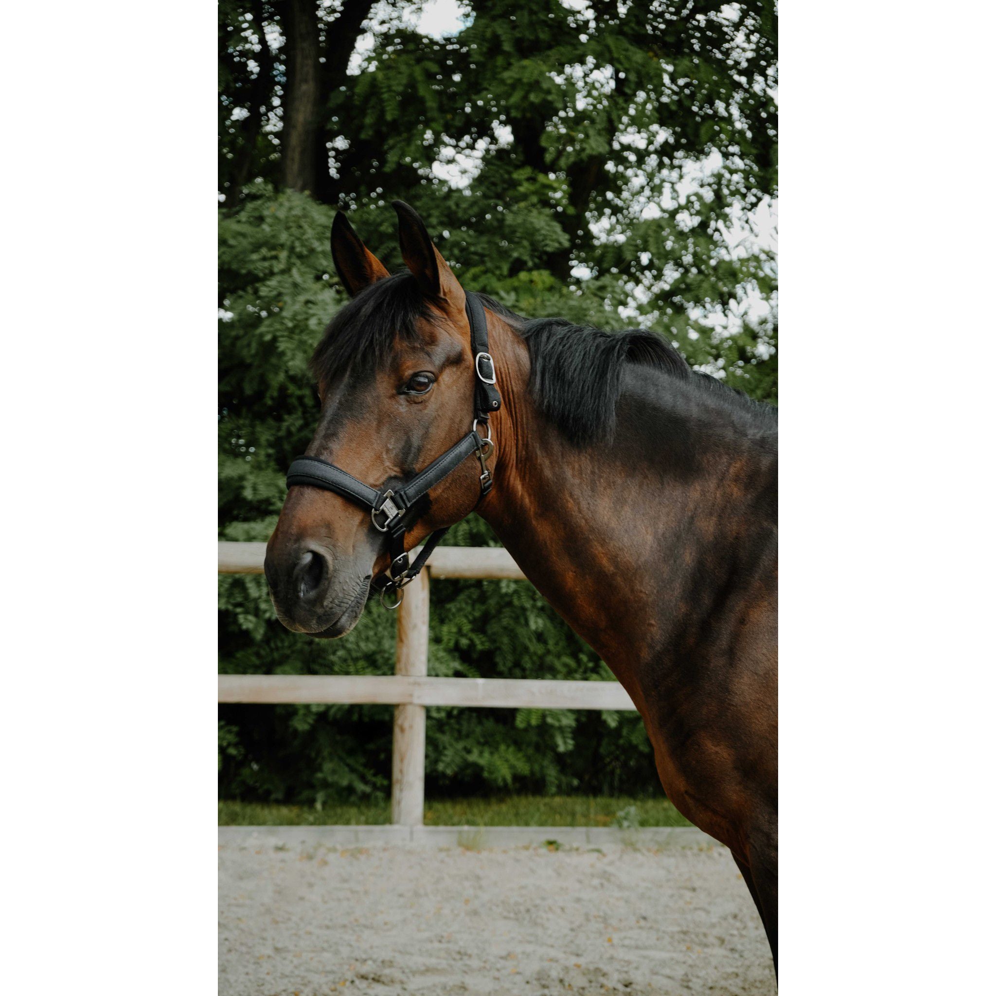 EQUITHÈME Halter - Glowy Black/black 510273302