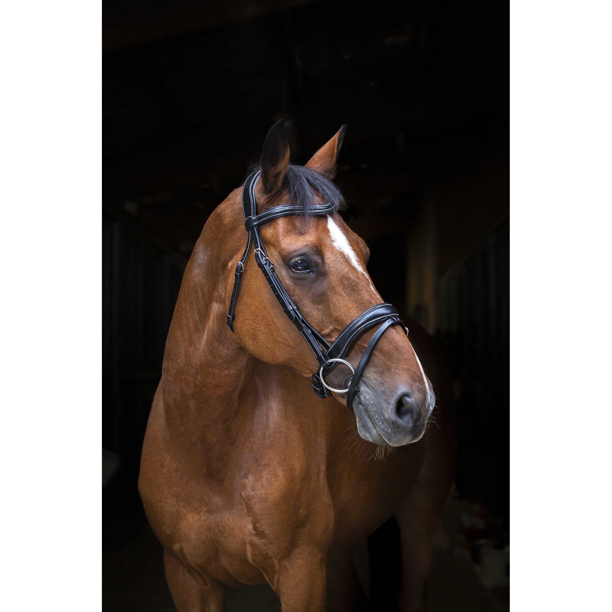 Éric Thomas Pro Wave Bridle Black 307701302