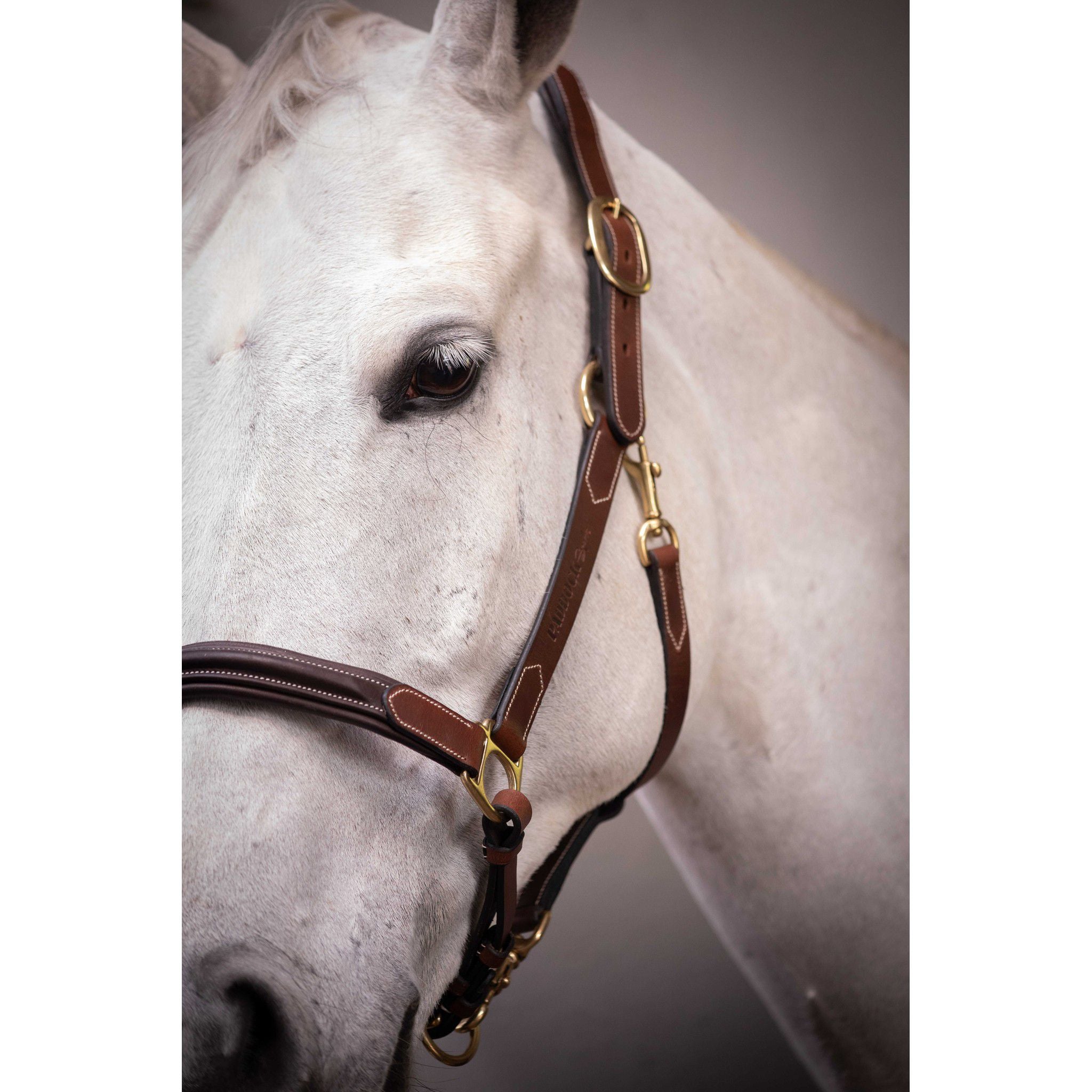 Paddock Sports 3-Snap Halter Havana 301614304