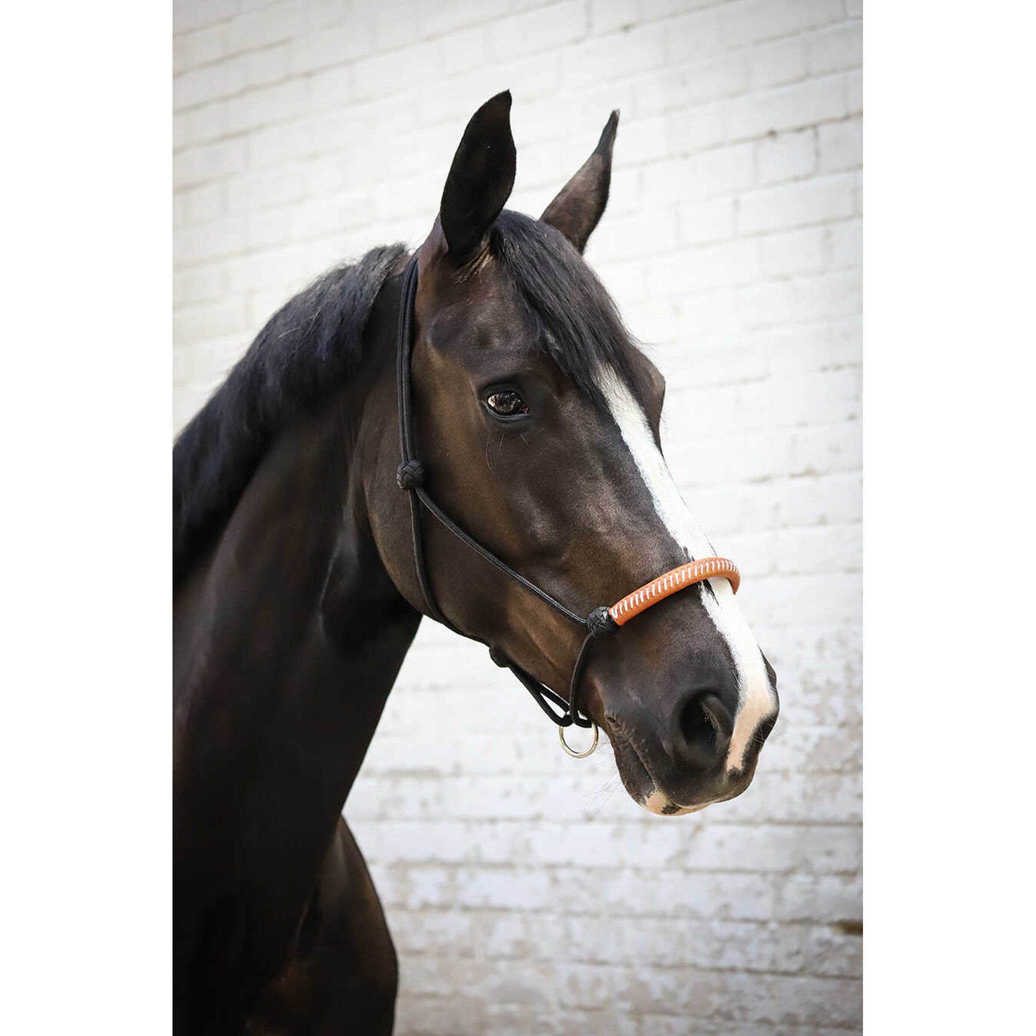 Pénélope American Rope halter Black 510901302