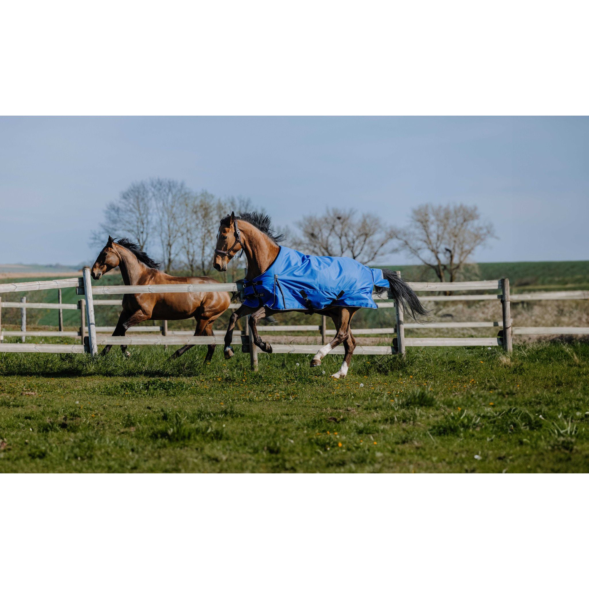 EQUITHÈME Tyrex 1200D Aisance sheet - Standard Royal blue 400939463