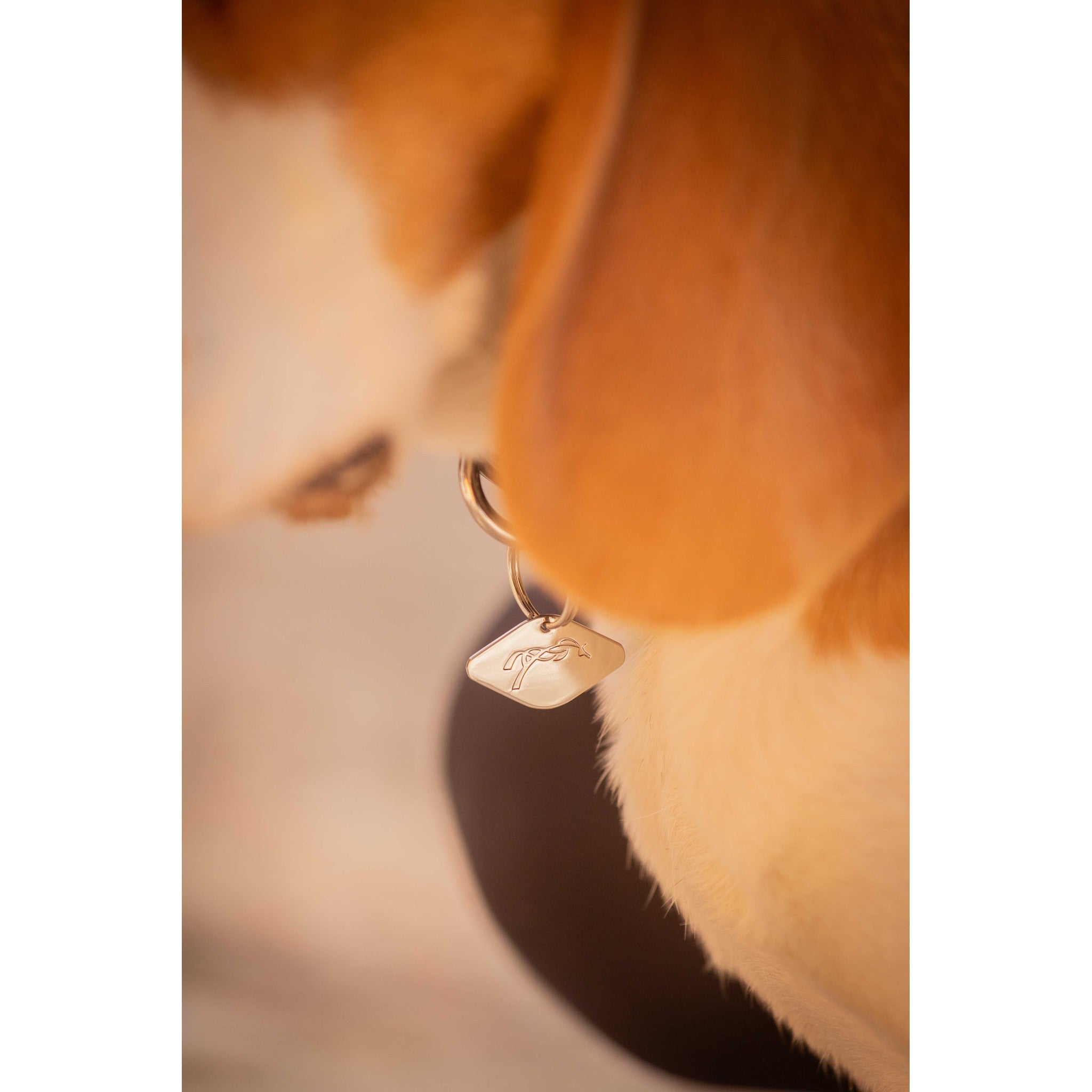 Pénélope Billie Dog Collar Black 409826240