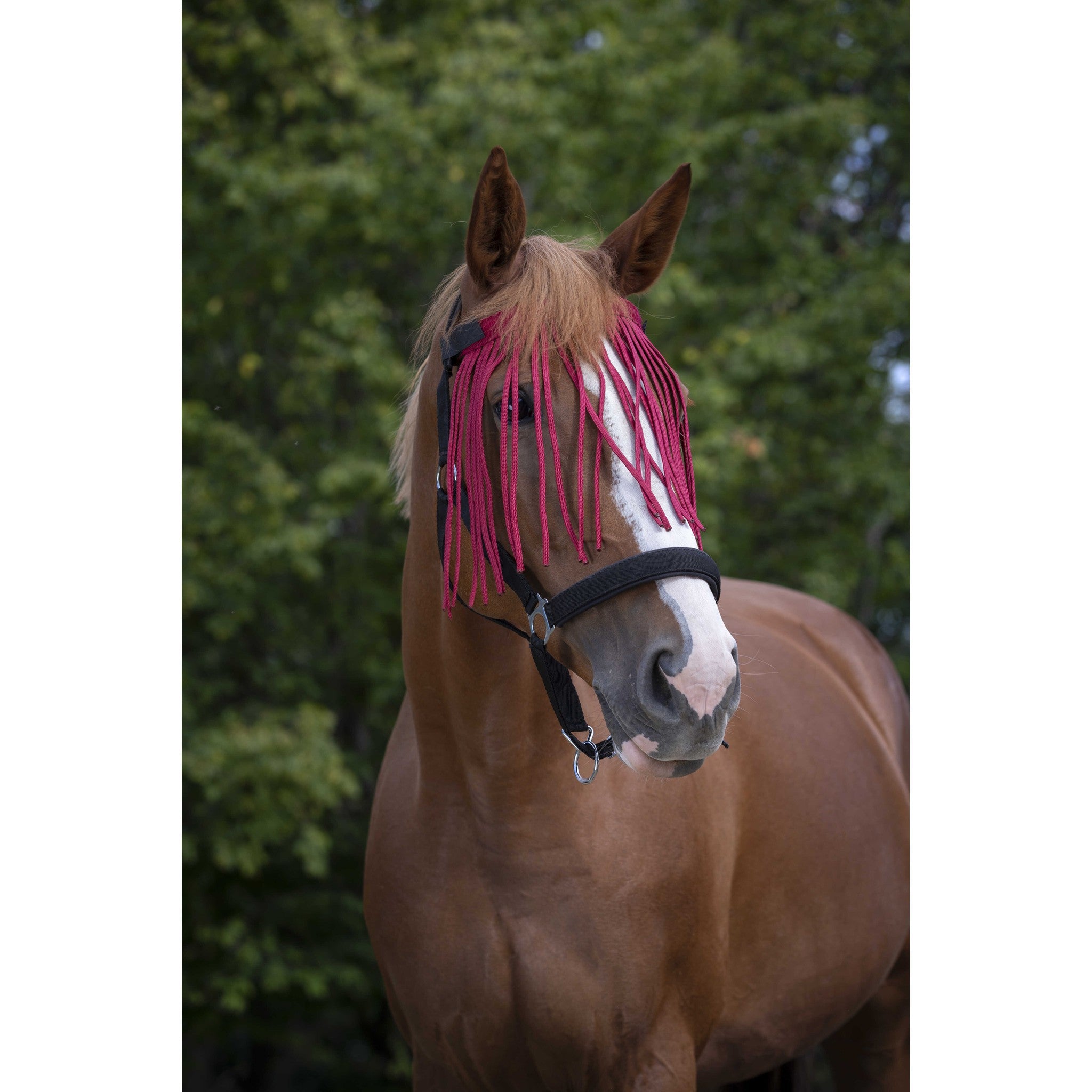 Norton bowband with fly fringes Red 306730303