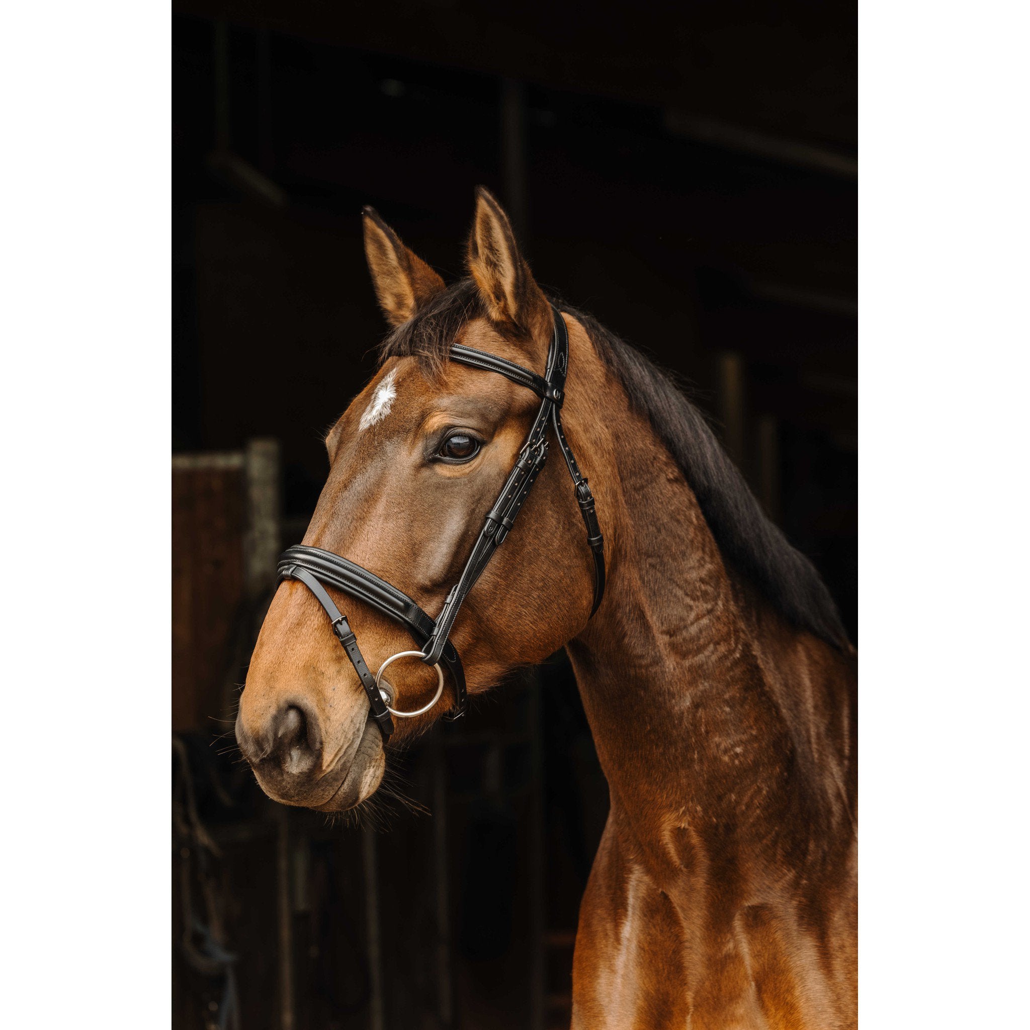 Norton Pro Apophyse Black Buckle Bridle Black 301895302