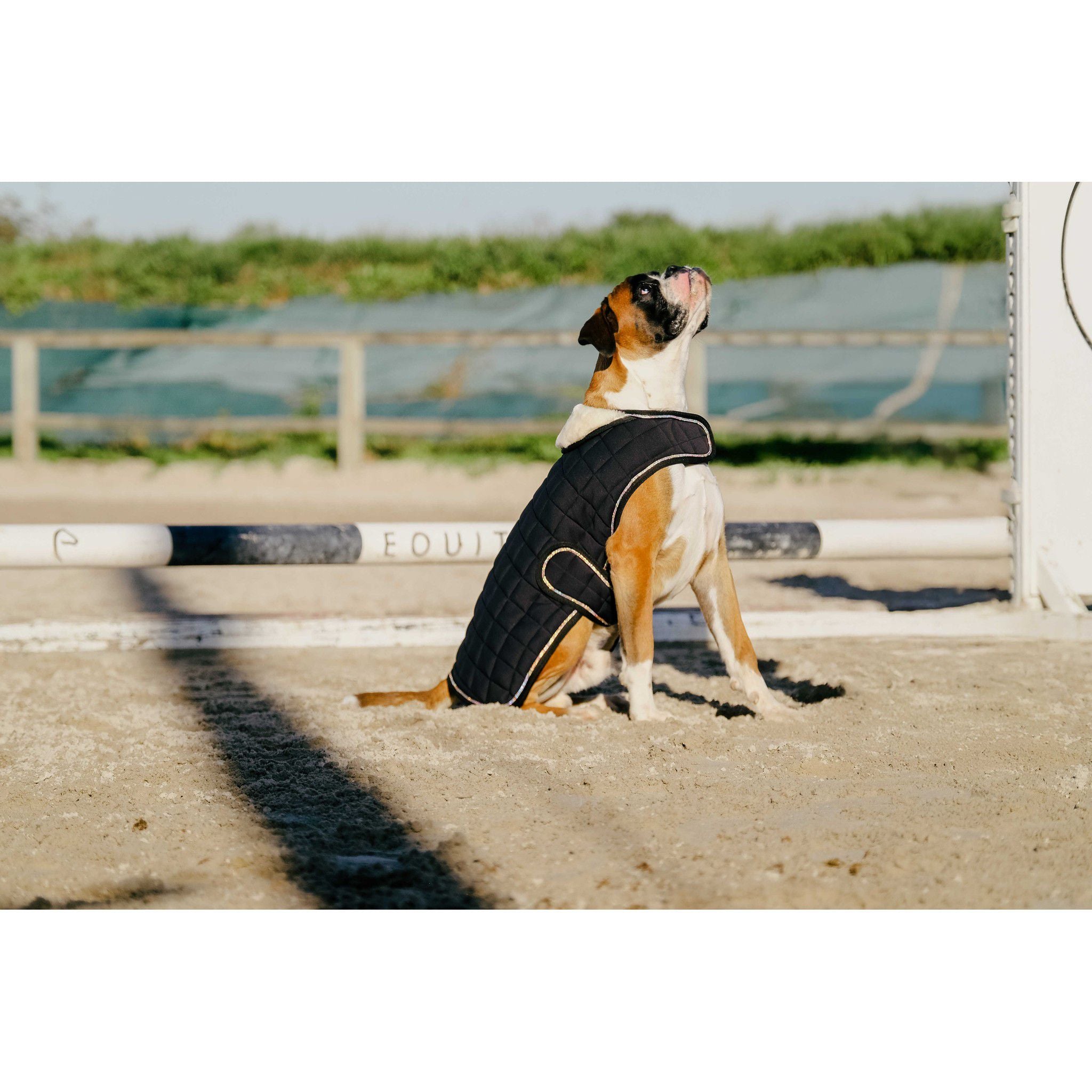 Je t'aime EQUITHÈME Velours dog rug Black 409037240