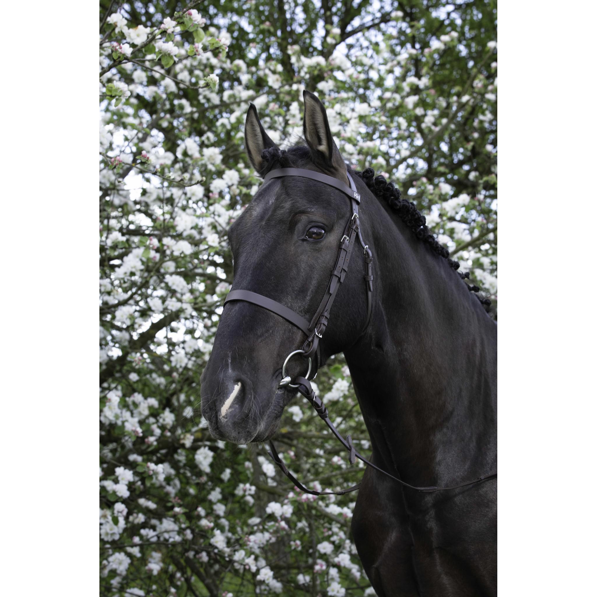 Bridle Riding World french noseband Havana 301003318