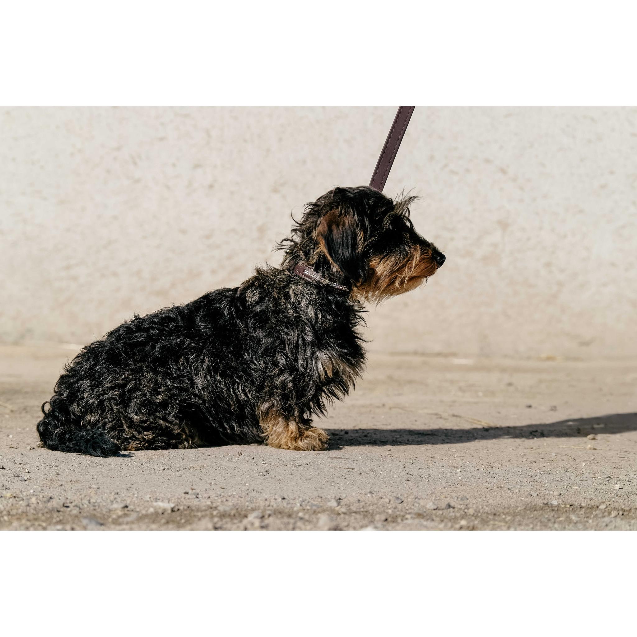 EQUITHÈME Max Collar + Leash Set chestnut brown 409050440