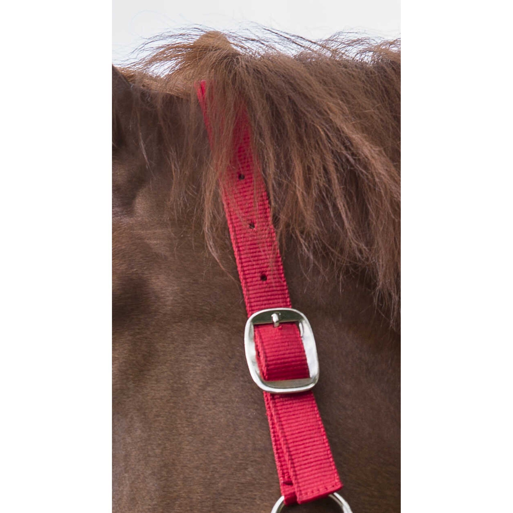 Riding World Club Headcollar and leadrope set Red 510118303