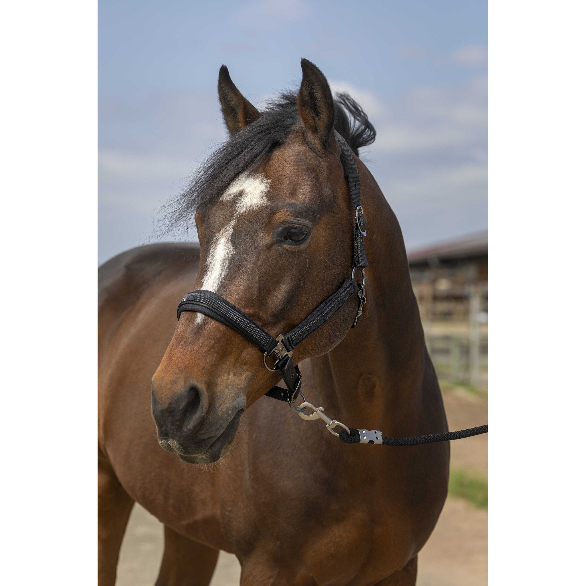 EQUITHÈME Strass Halter Black 510250302