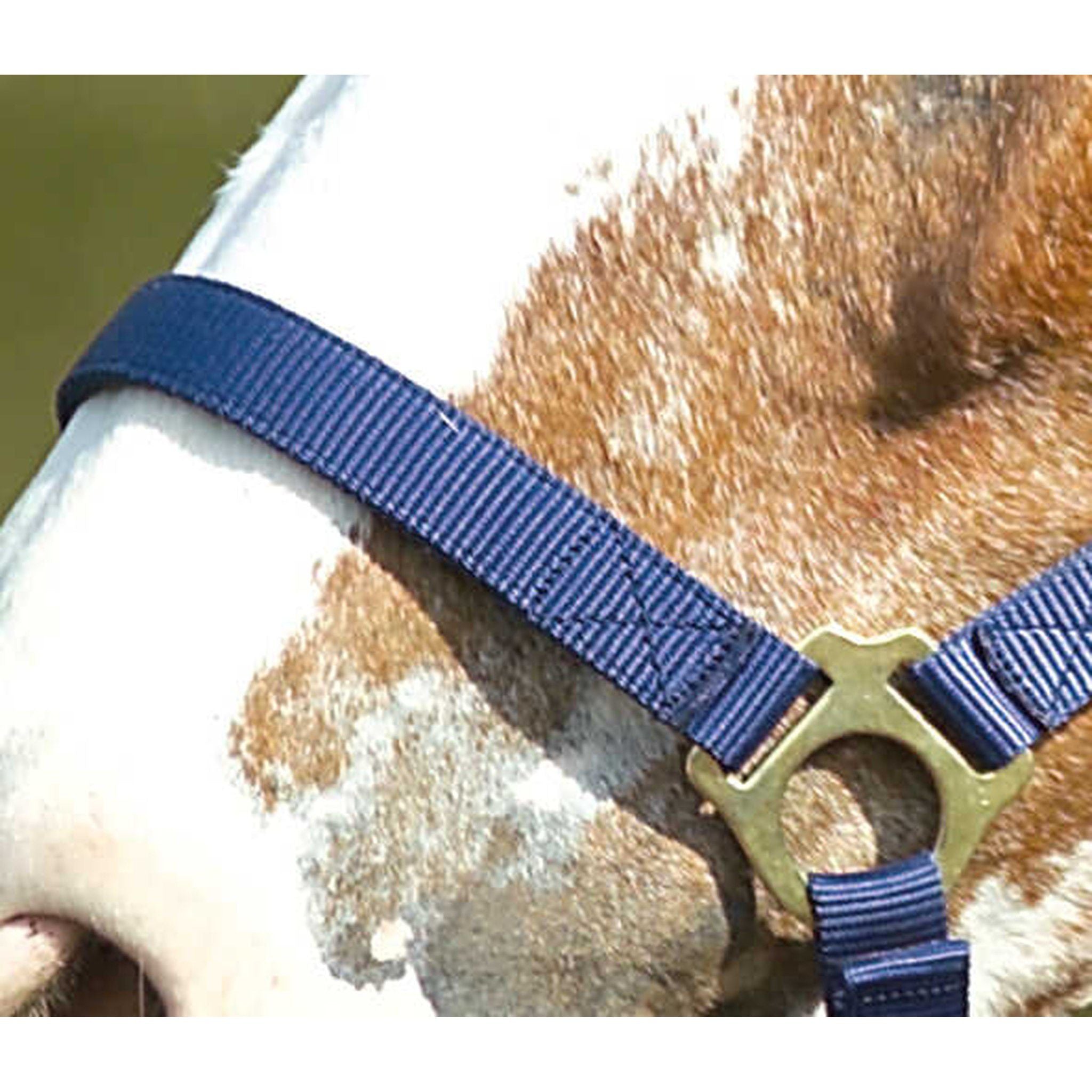 Norton Double thickness nylon headcollar with buckles Navy blue 510041007