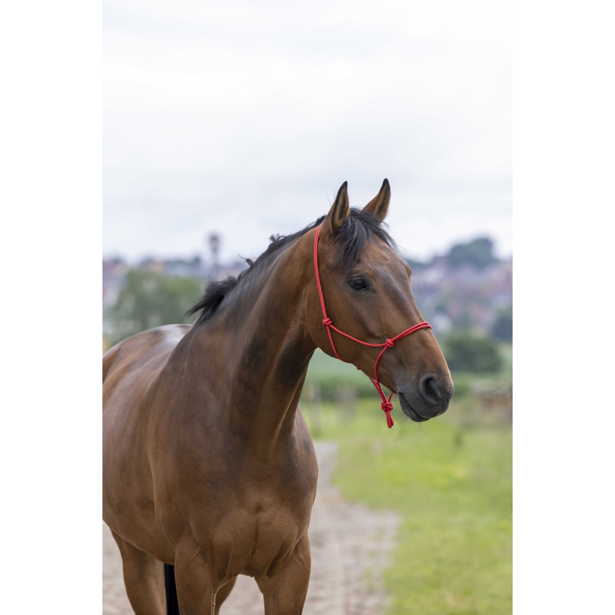 Riding World Fine Ethological halter Red 510148003