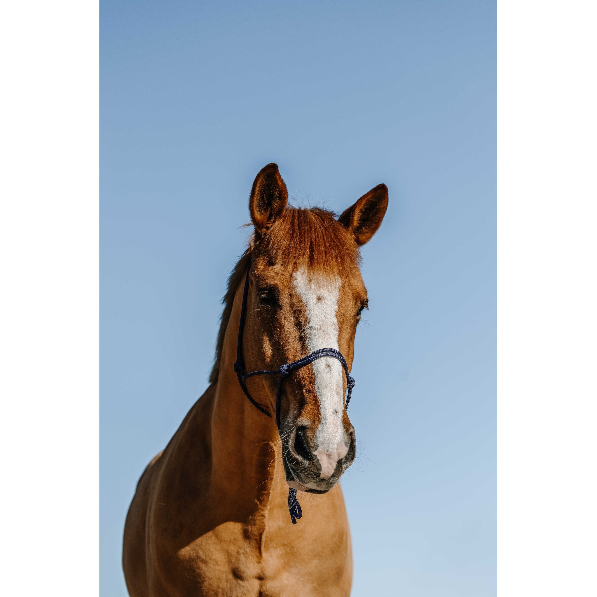 Norton Nylon Rope Halter Navy blue 510264307