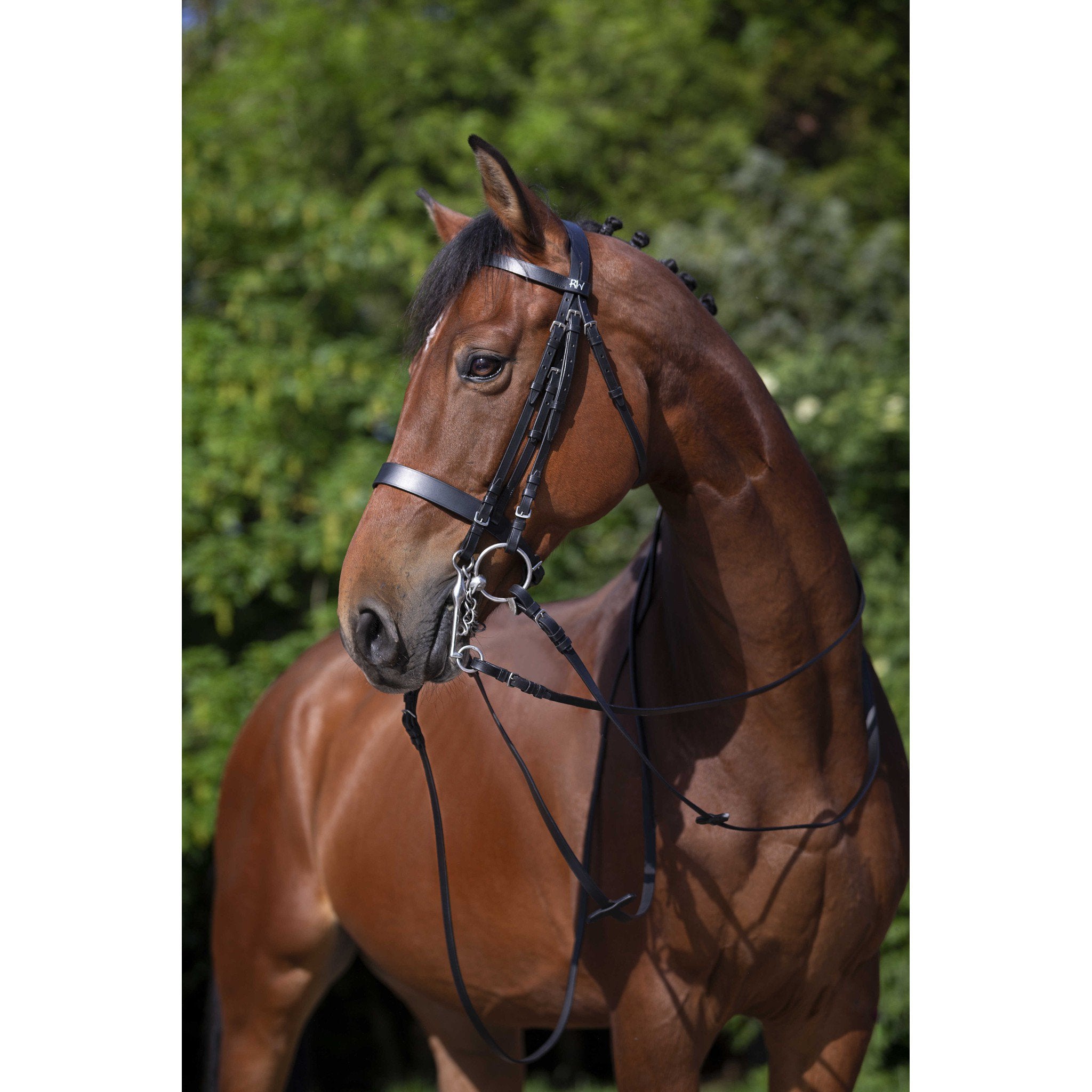 Riding World Bridle Black 303006302
