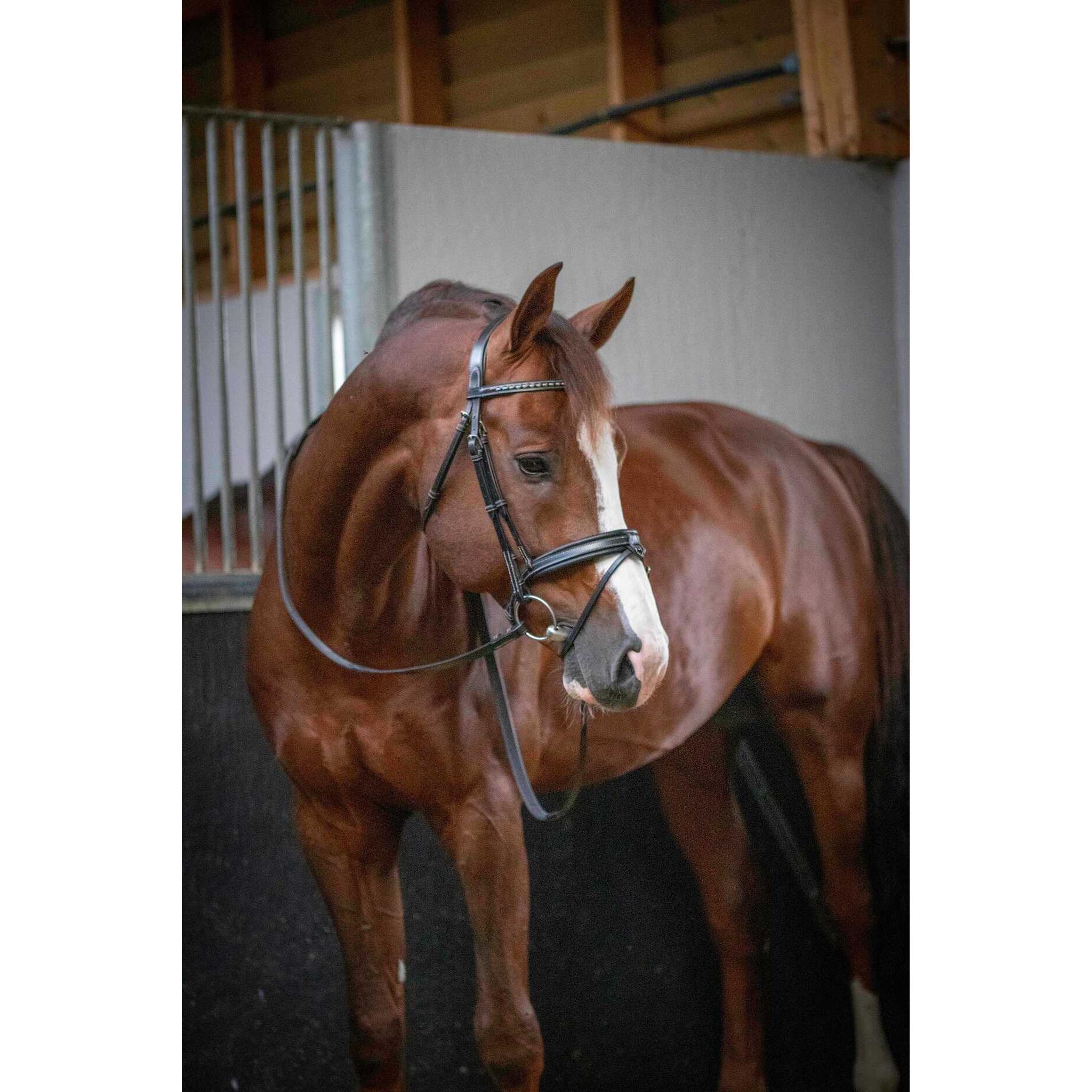 Penelope Daily Bridle Black - 301602218_ambi_9