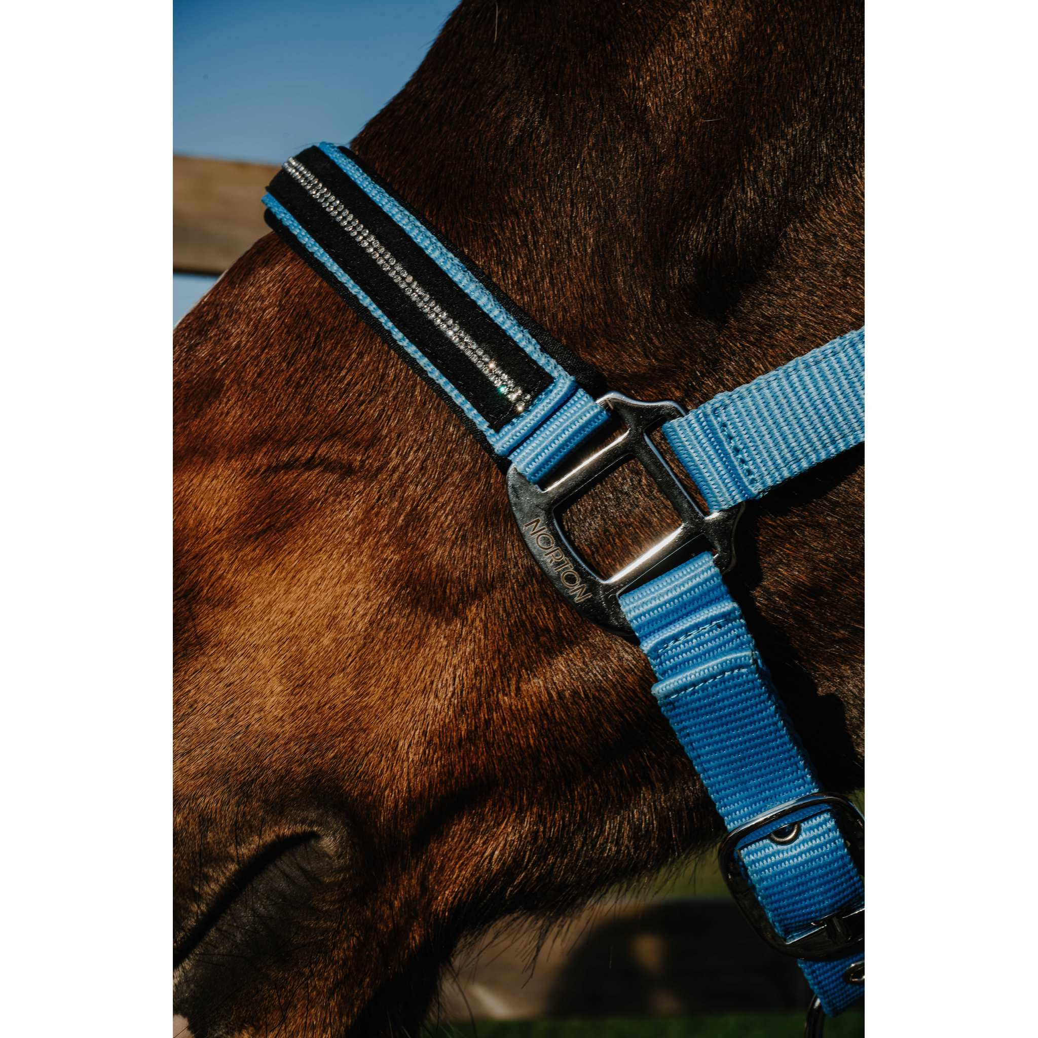 NORTON Crystal Halter Light blue - 510278311_ambi_2