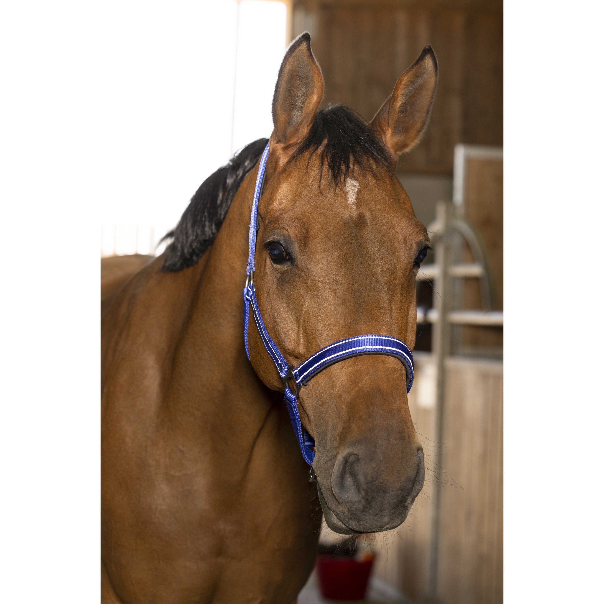 Norton Reflective halter Blue 510630306