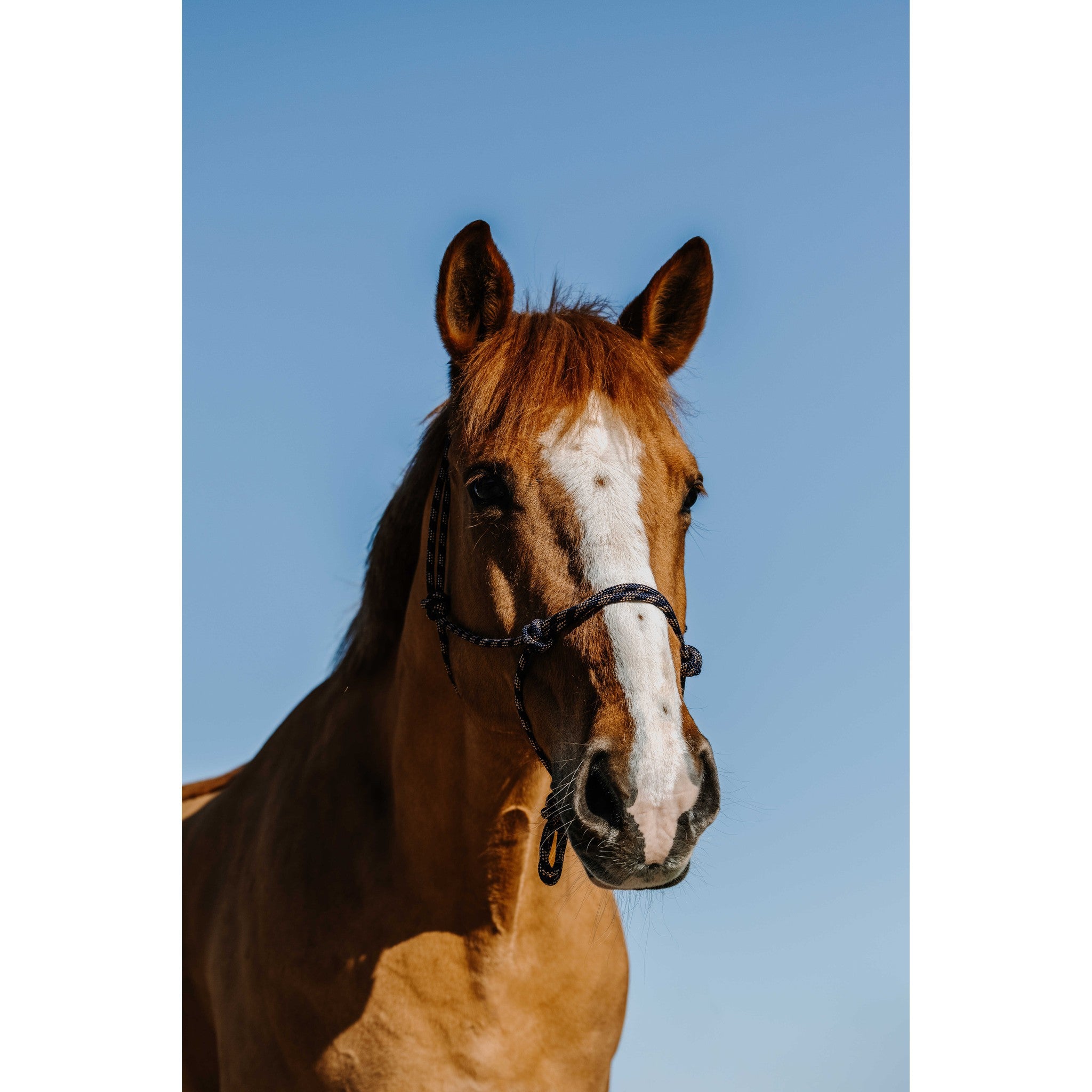 Norton Zary Ethological Halter Navy blue 510269307