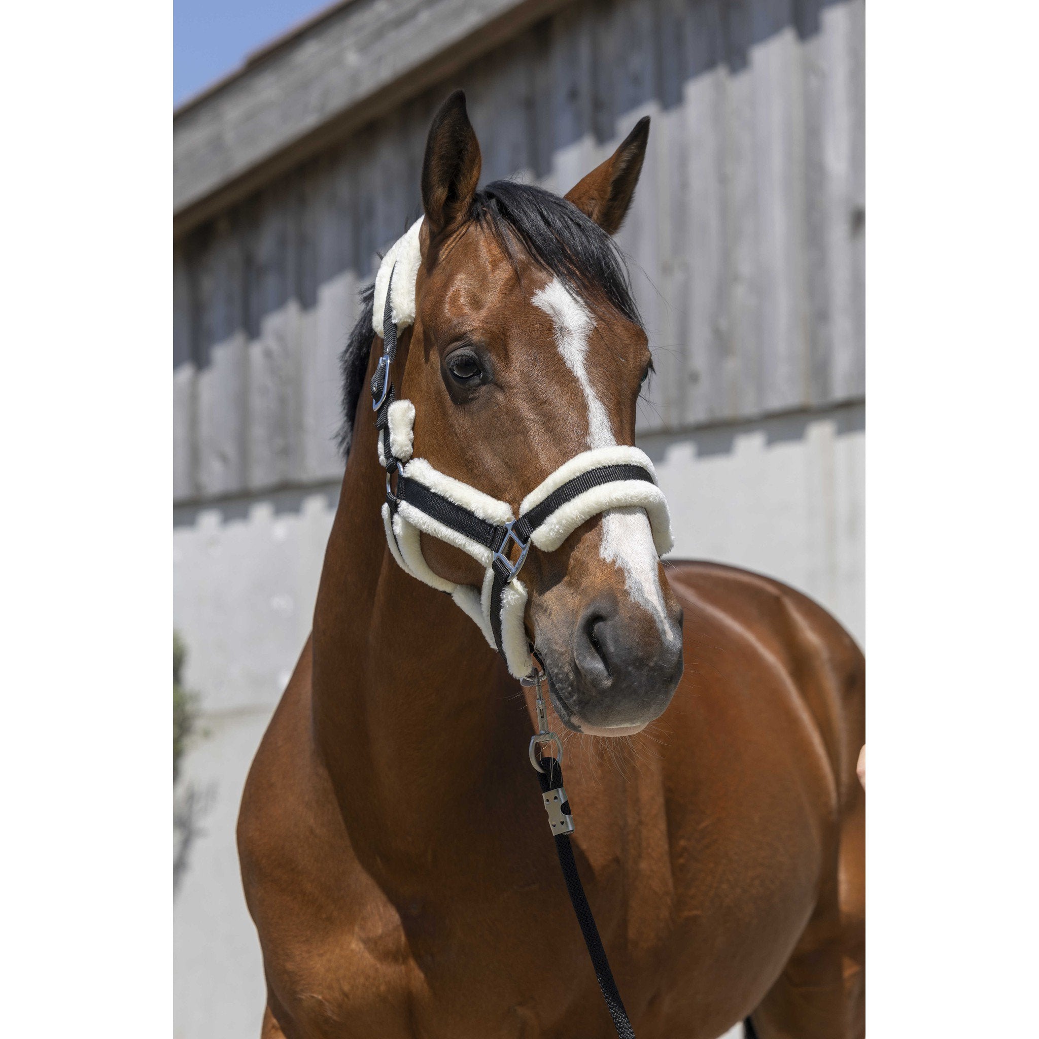 Norton Cosy Halter Black 510243302
