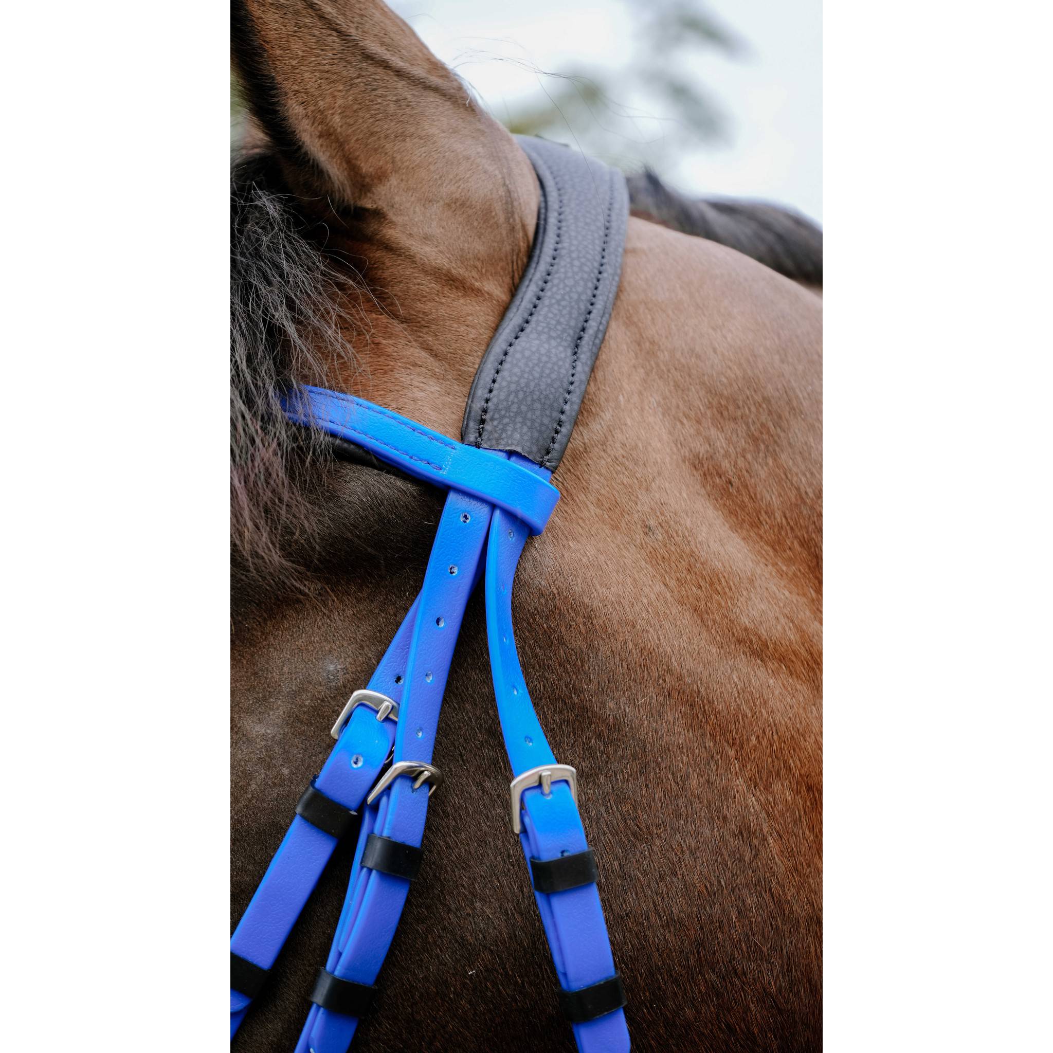 Norton Pop Bridle Royal blue 301928306