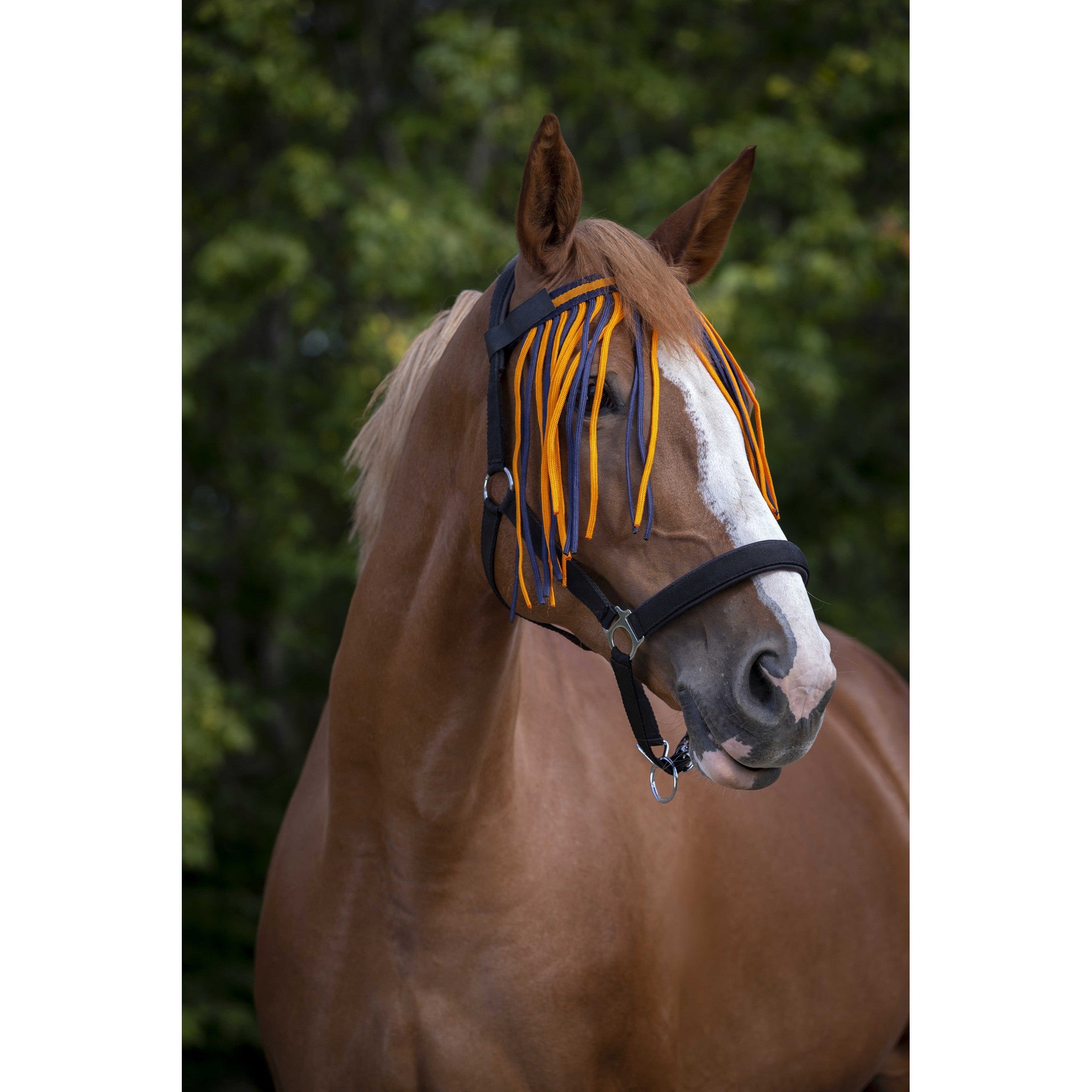 Norton bowband with fly fringes Navy/orange 306730357